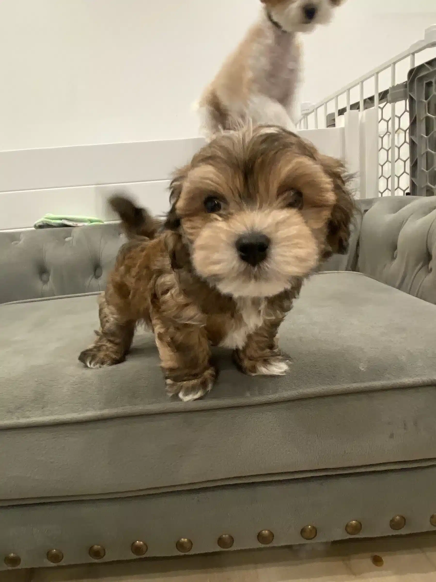 Small Puppy and Companion Dog for Texas Buyer Questions Brown and white fluffy puppy standing on a gray tufted sofa with another small dog behind it