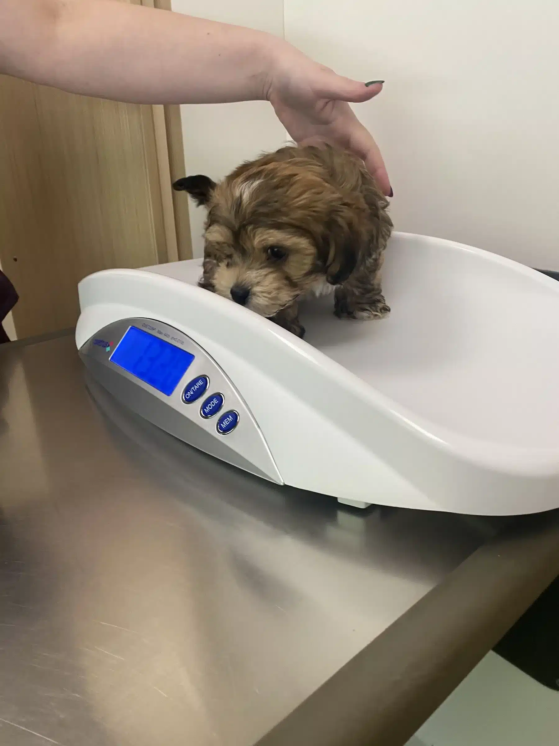 Small brown puppy standing on a digital scale while a person steadies it, in the Los Angeles buyer guide