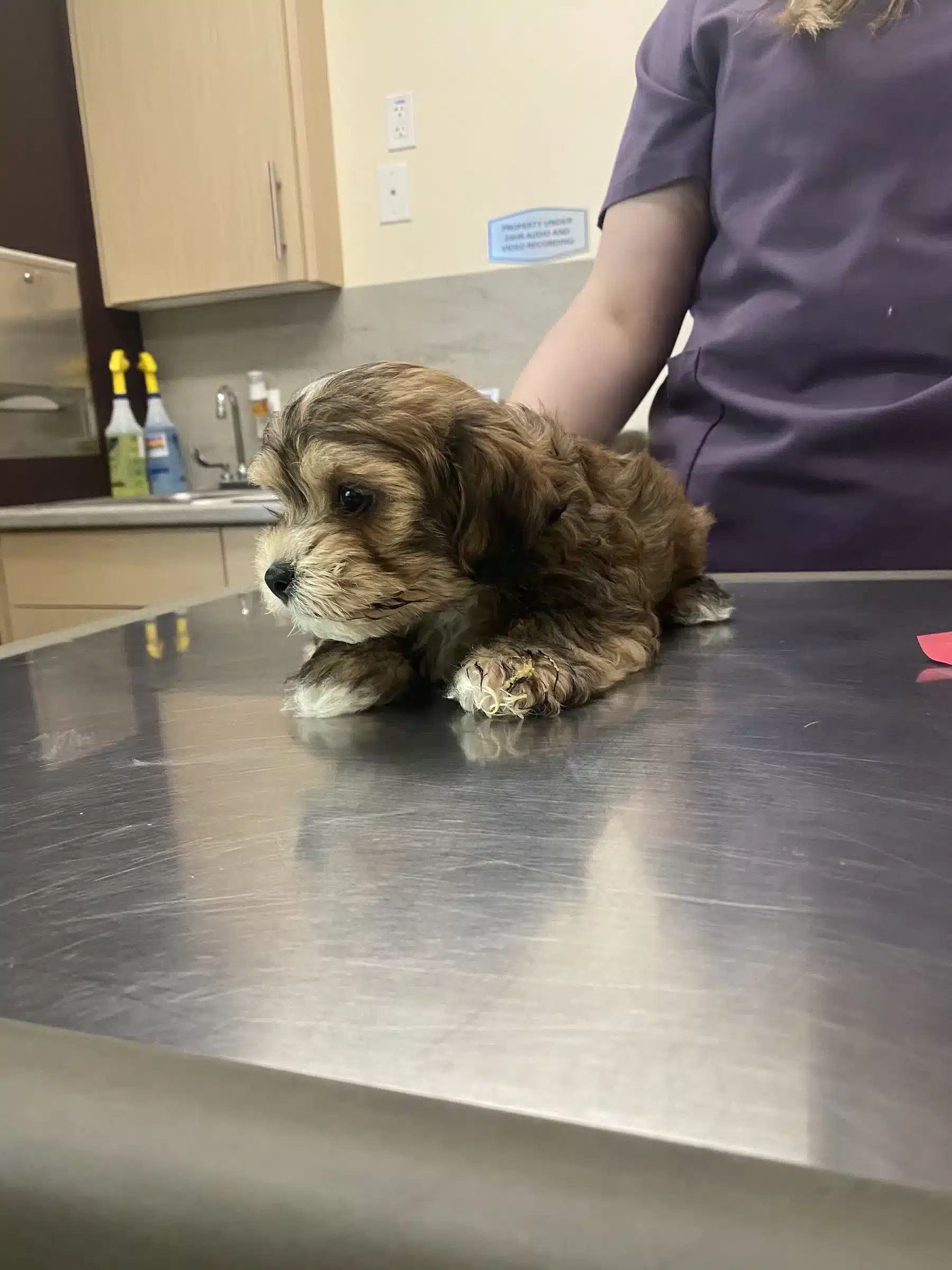 Puppy at Veterinary Clinic | Colorado Buyer Guide Fluffy brown-and-white puppy on a veterinary examination table, pictured in a Colorado family-fit guide