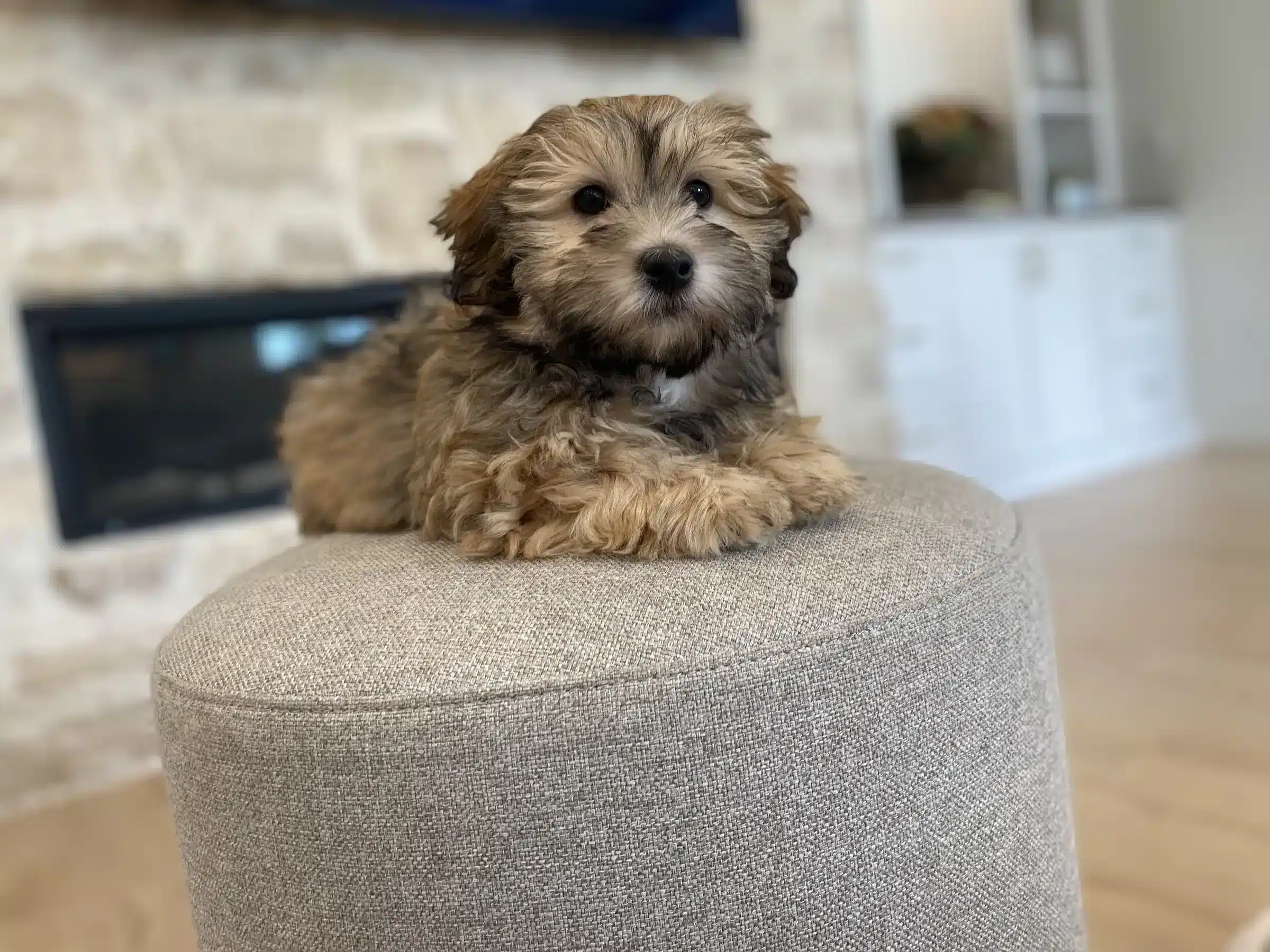 Brown Puppy | New York Homecoming Guide Fluffy brown puppy on a gray ottoman near a fireplace, accompanying New York homecoming guidance