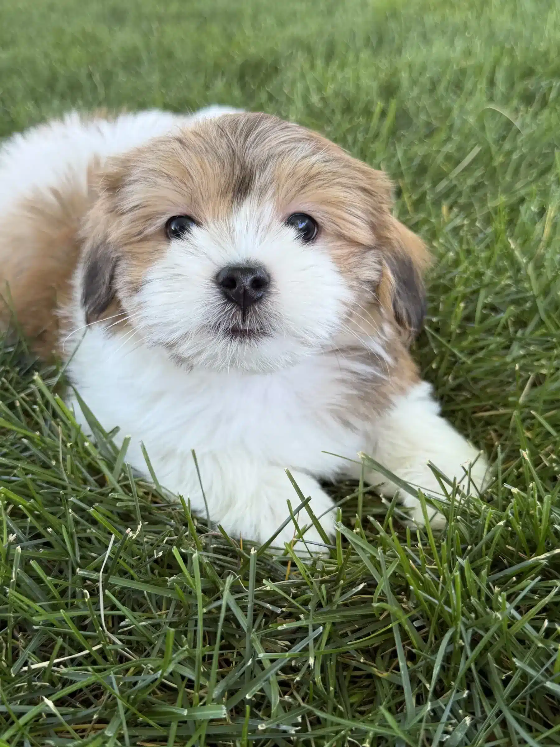 Small brown-and-white puppy in grass, illustrating arrival planning for a Houston family