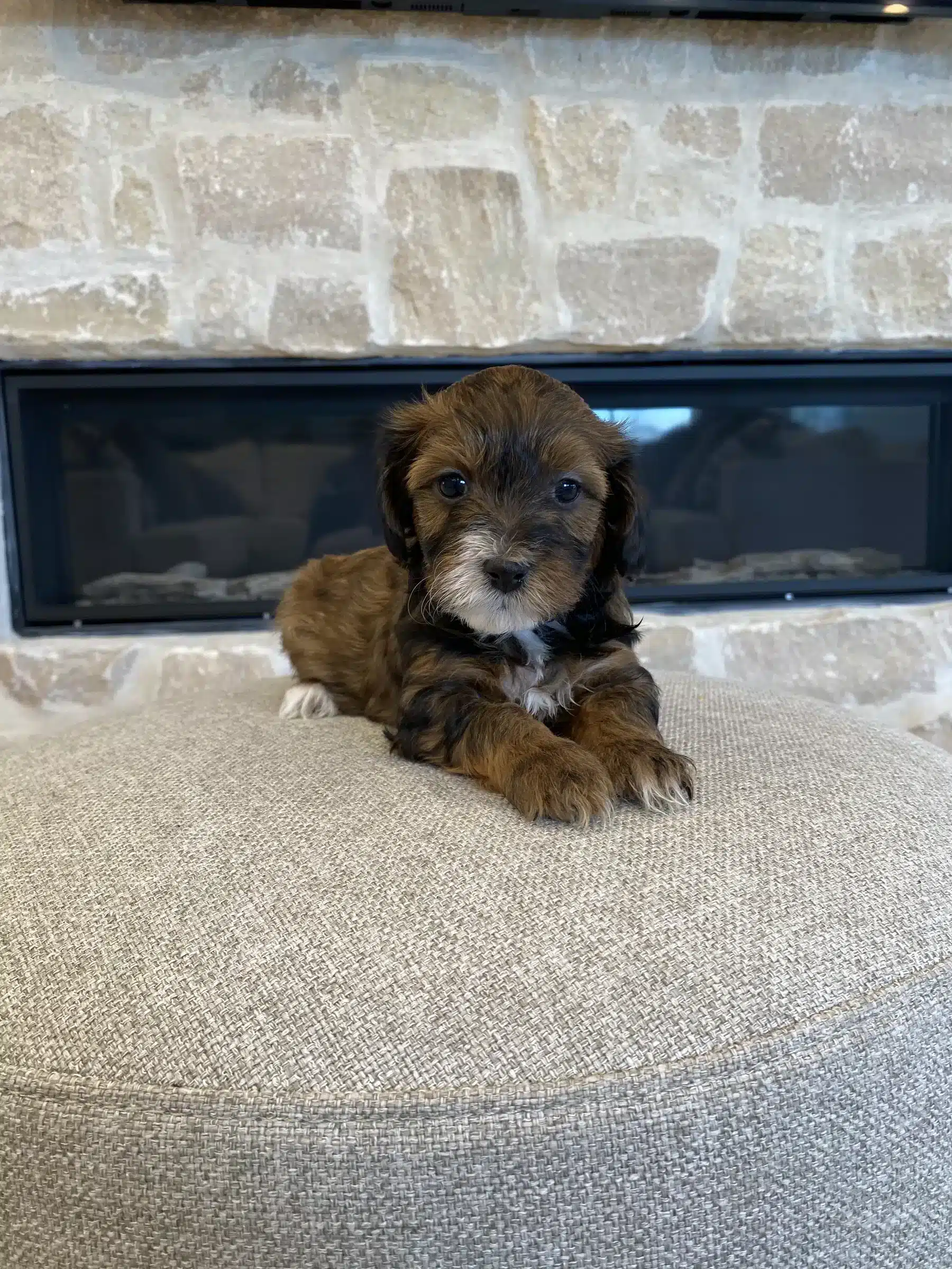 Puppy at Home | New Jersey Family Preparation Brown and black puppy with white paws sitting on an ottoman near a fireplace