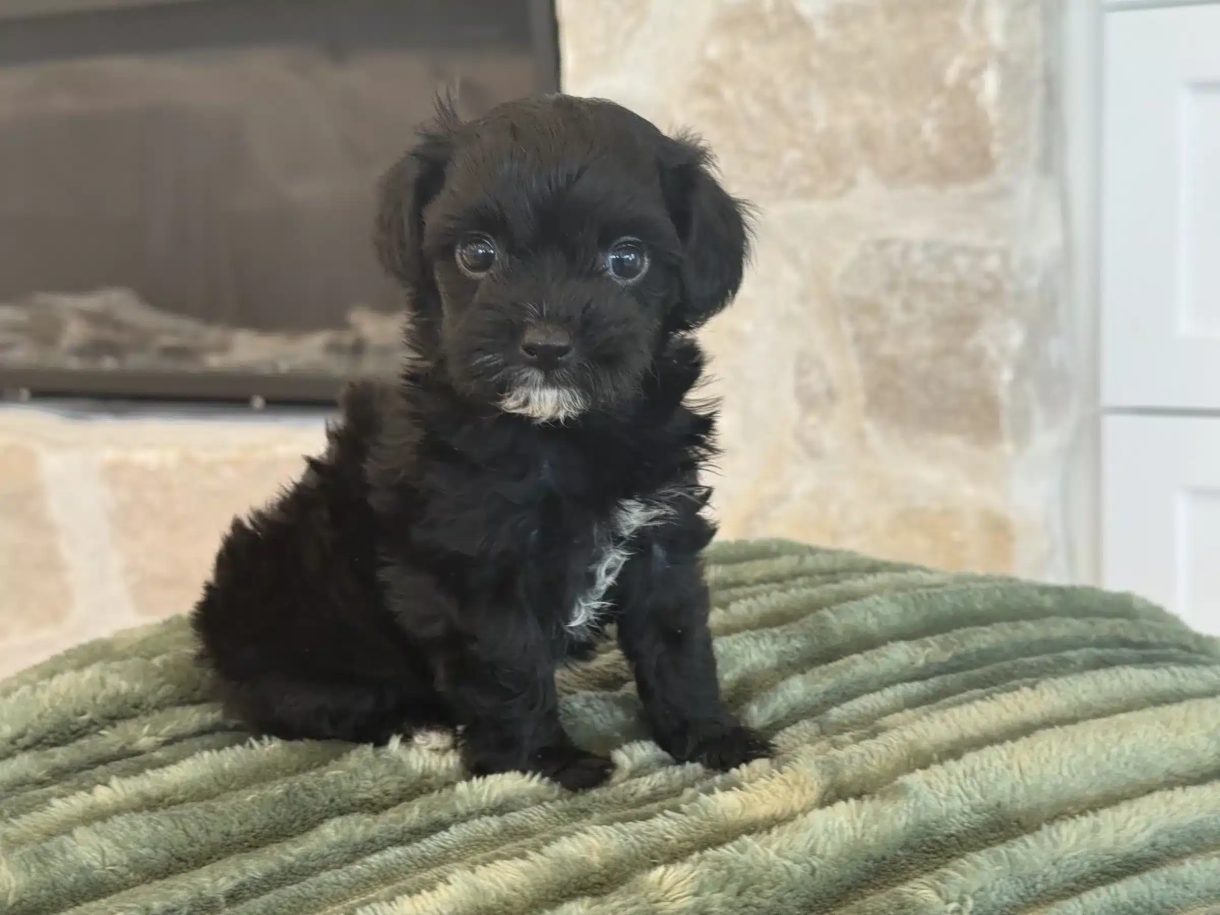 Black Puppy Portrait | Florida Reservation Steps Small black puppy with a white patch on its chest sitting on a green blanket indoors