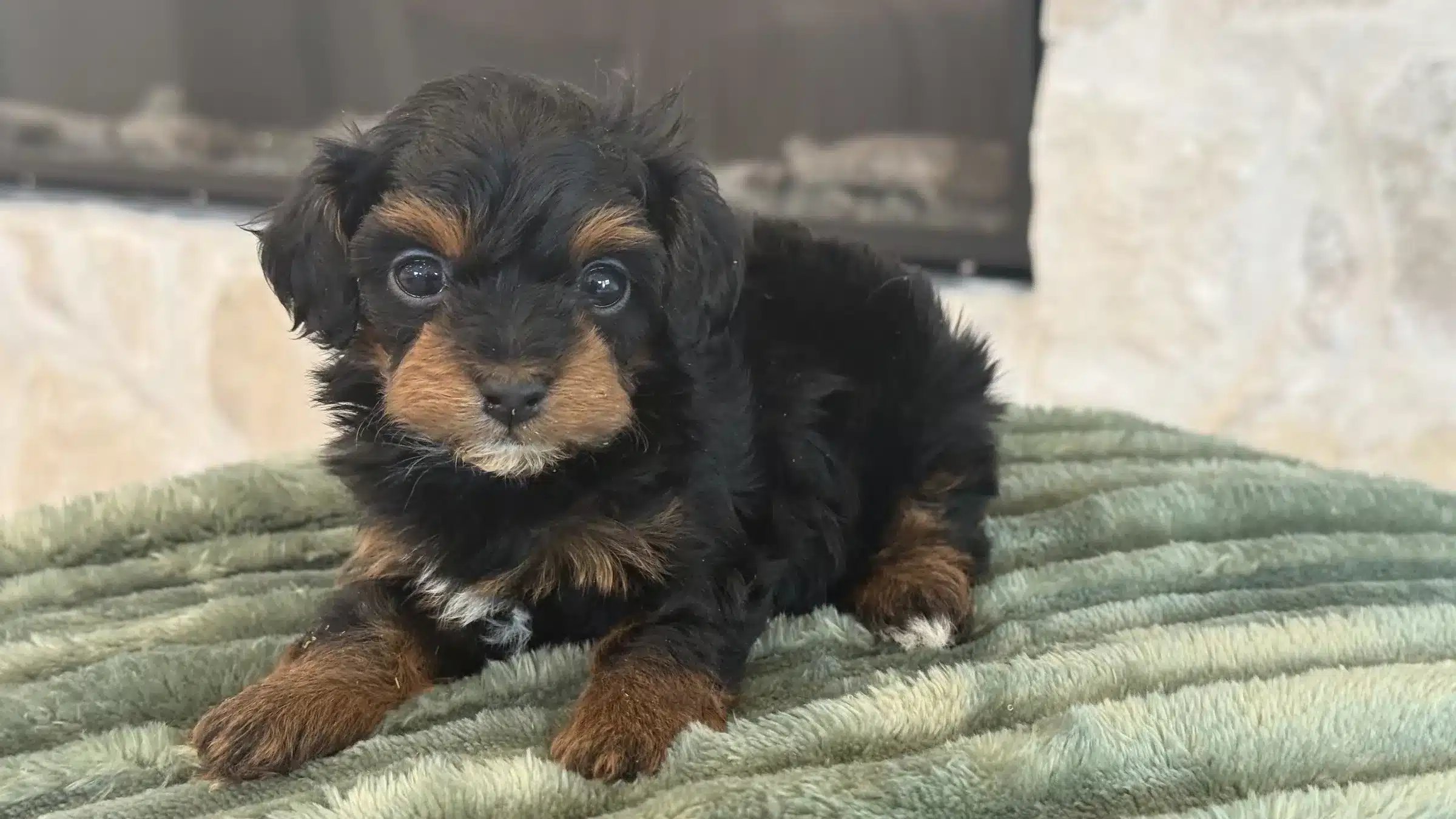 Resting Puppy | Texas Homecoming Planning Black and tan puppy resting on a soft green blanket