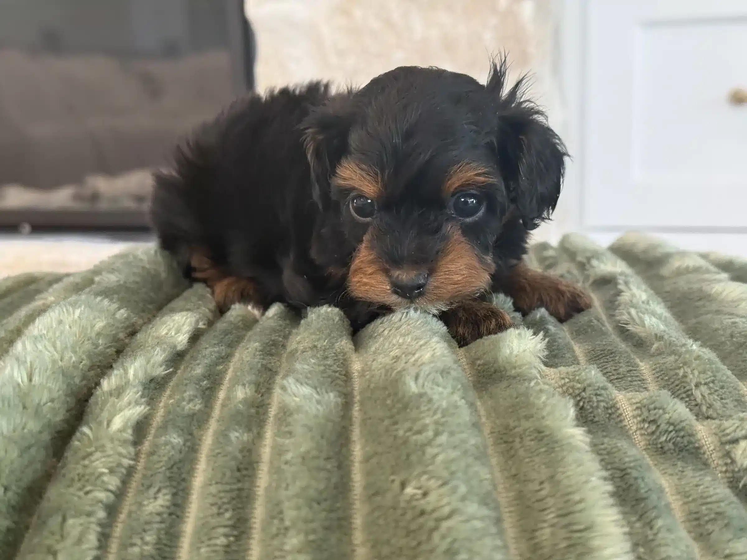 Black-and-tan puppy on a sage blanket, illustrating photo verification for New York City buyers