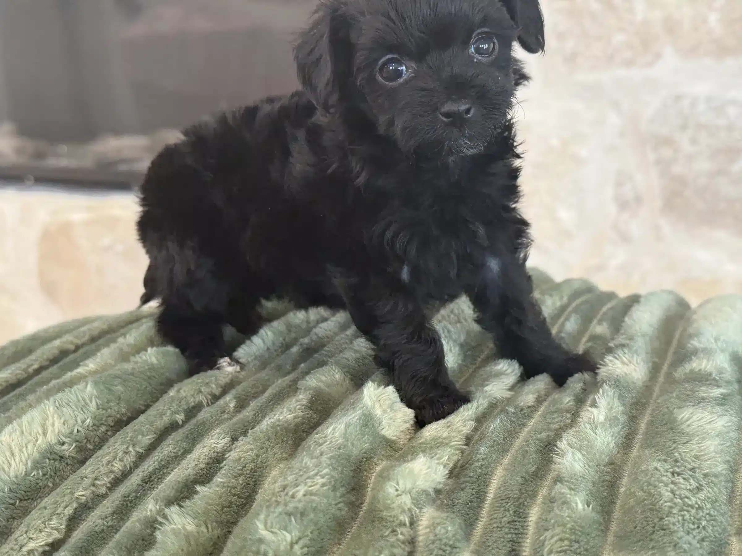 Fluffy Puppy Coat in a New Jersey Grooming Discussion Fluffy black puppy standing on a green textured blanket
