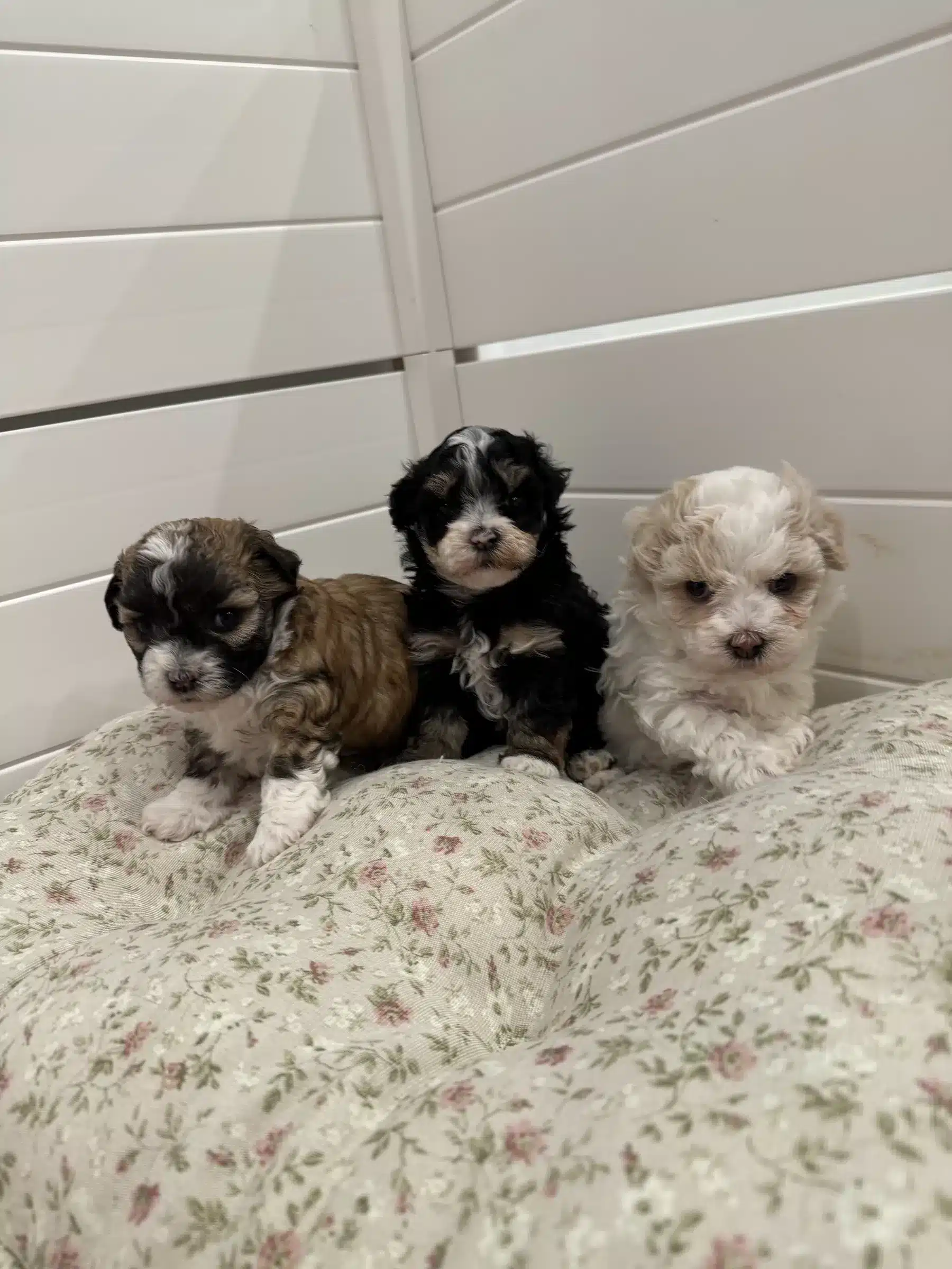 Three Puppies | Colorado Buyer Guide Three fluffy puppies sitting together on floral bedding in a Colorado puppy buyer guide