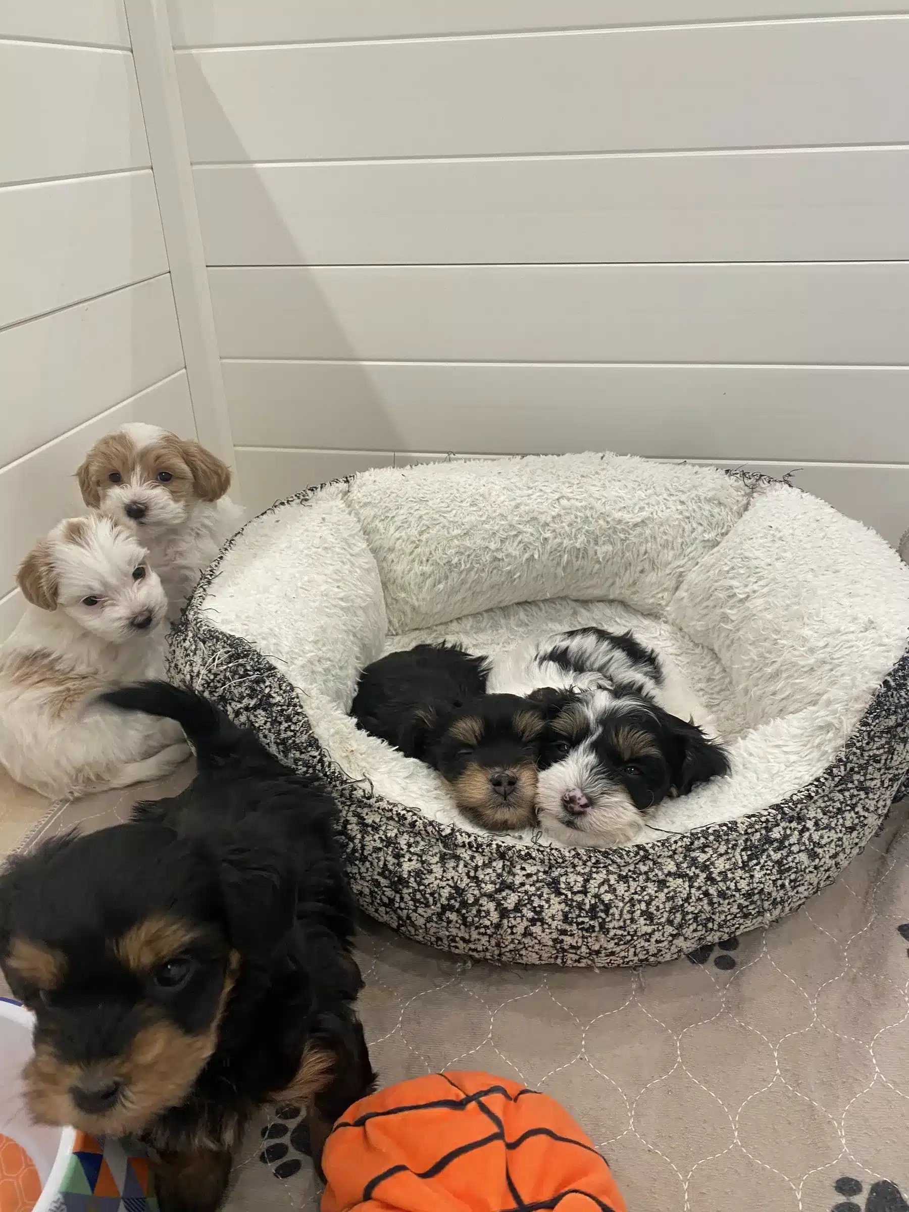 Puppies Together | New York Household Guide Several small puppies gathered near and in a soft dog bed in a New York puppy family-fit article