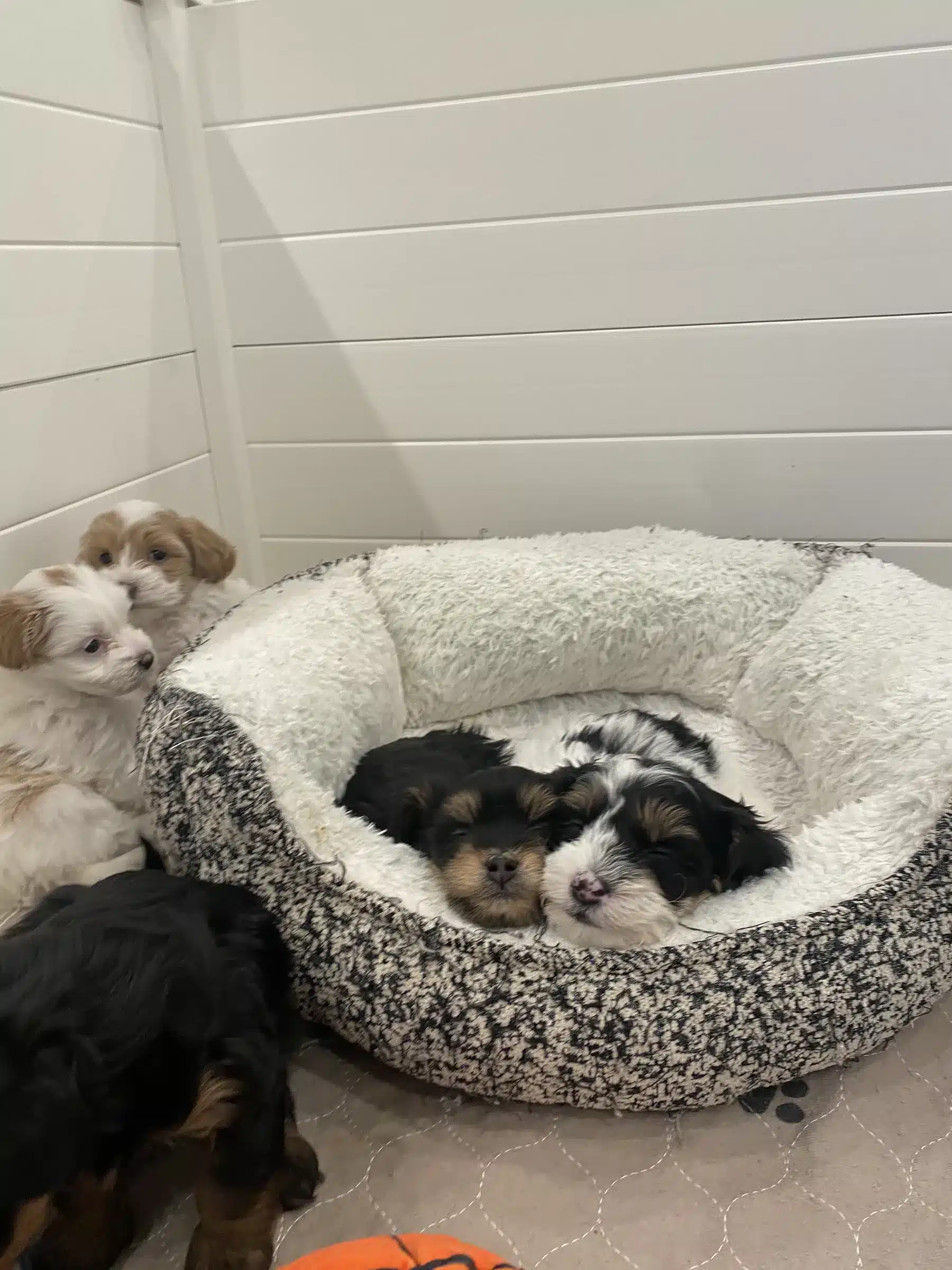 Several small puppies resting around a plush bed, shown in the Los Angeles first-week preparation section