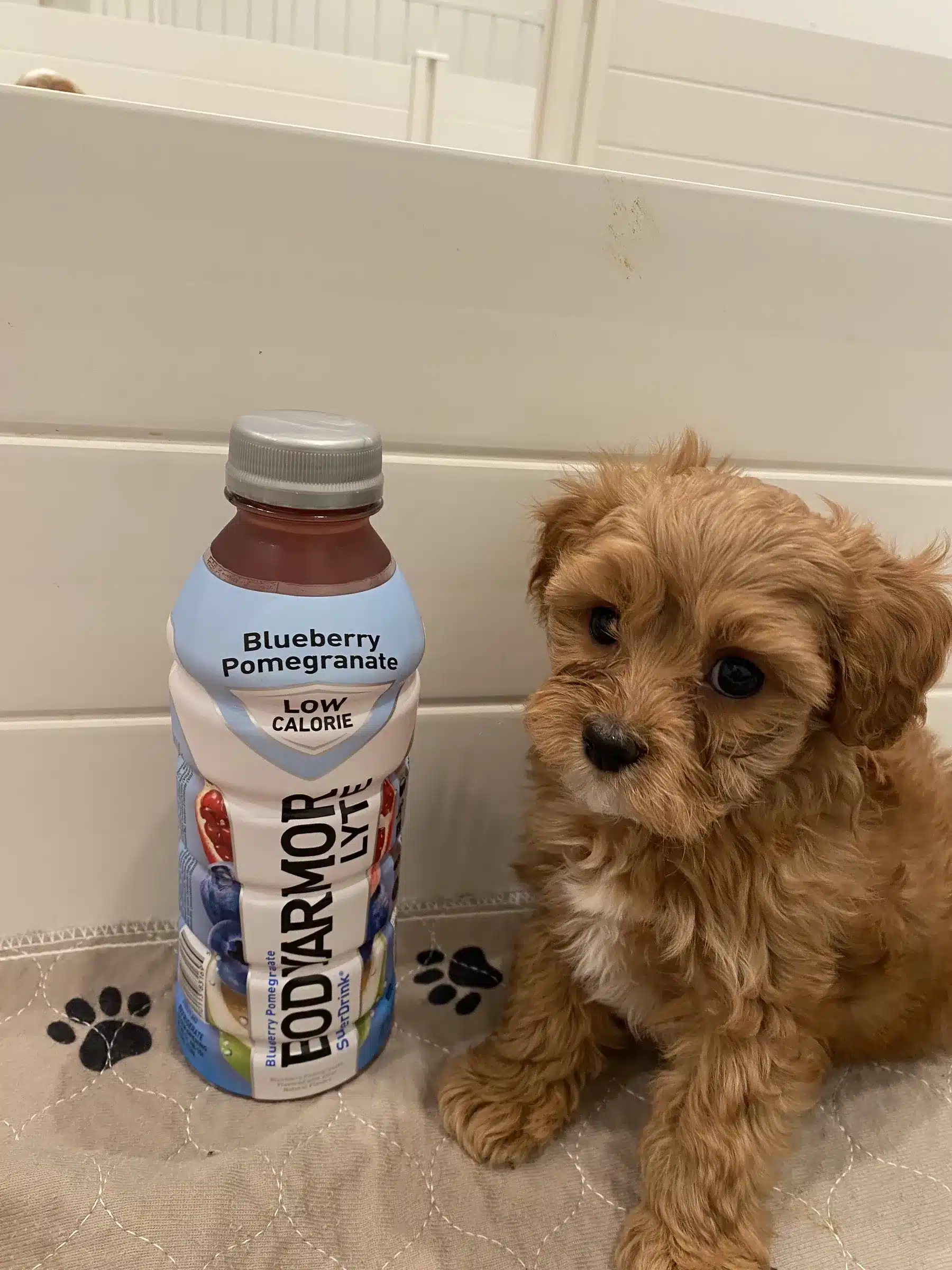 Small tan puppy sitting beside a drink bottle indoors; Houston guide image about judging size carefully