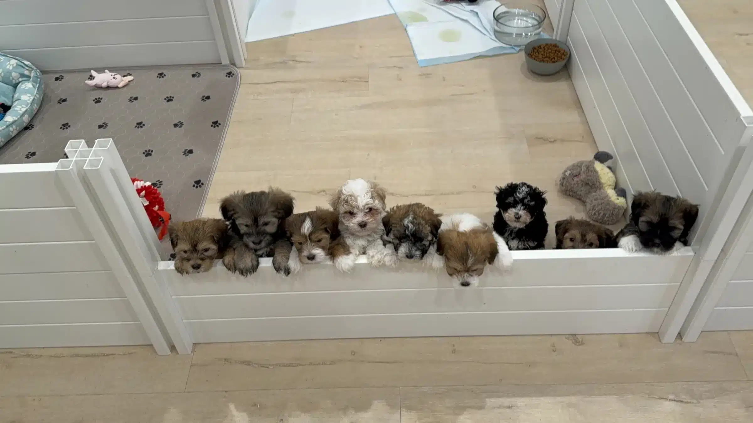 Small Puppy Coat Variety for a New Jersey Family-Fit Guide Small puppies with different coat colors looking over a white playpen fence