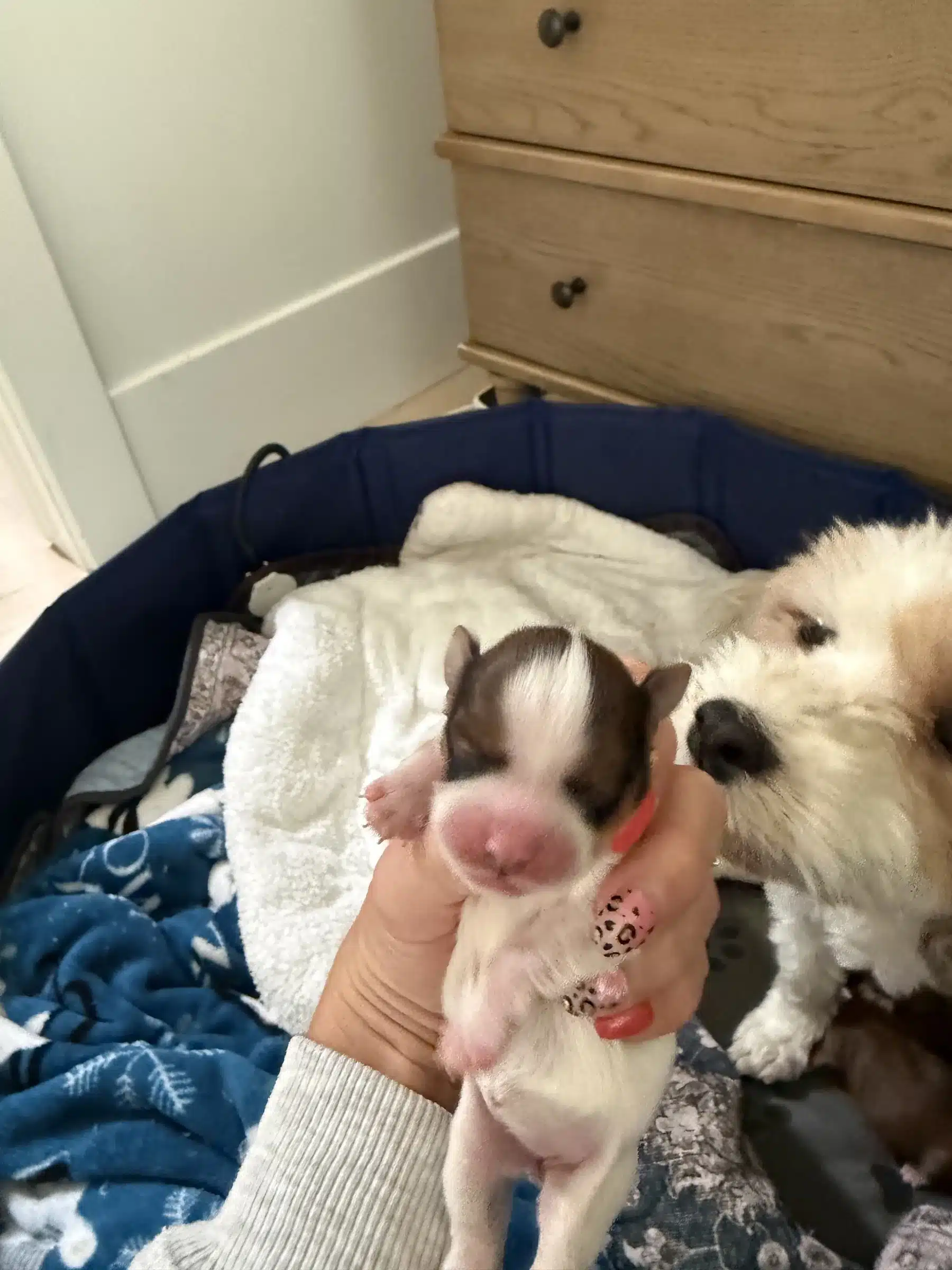Newborn Puppy and Adult Dog | New York Guide Newborn puppy gently supported in a hand beside a fluffy adult dog in a New York family guide