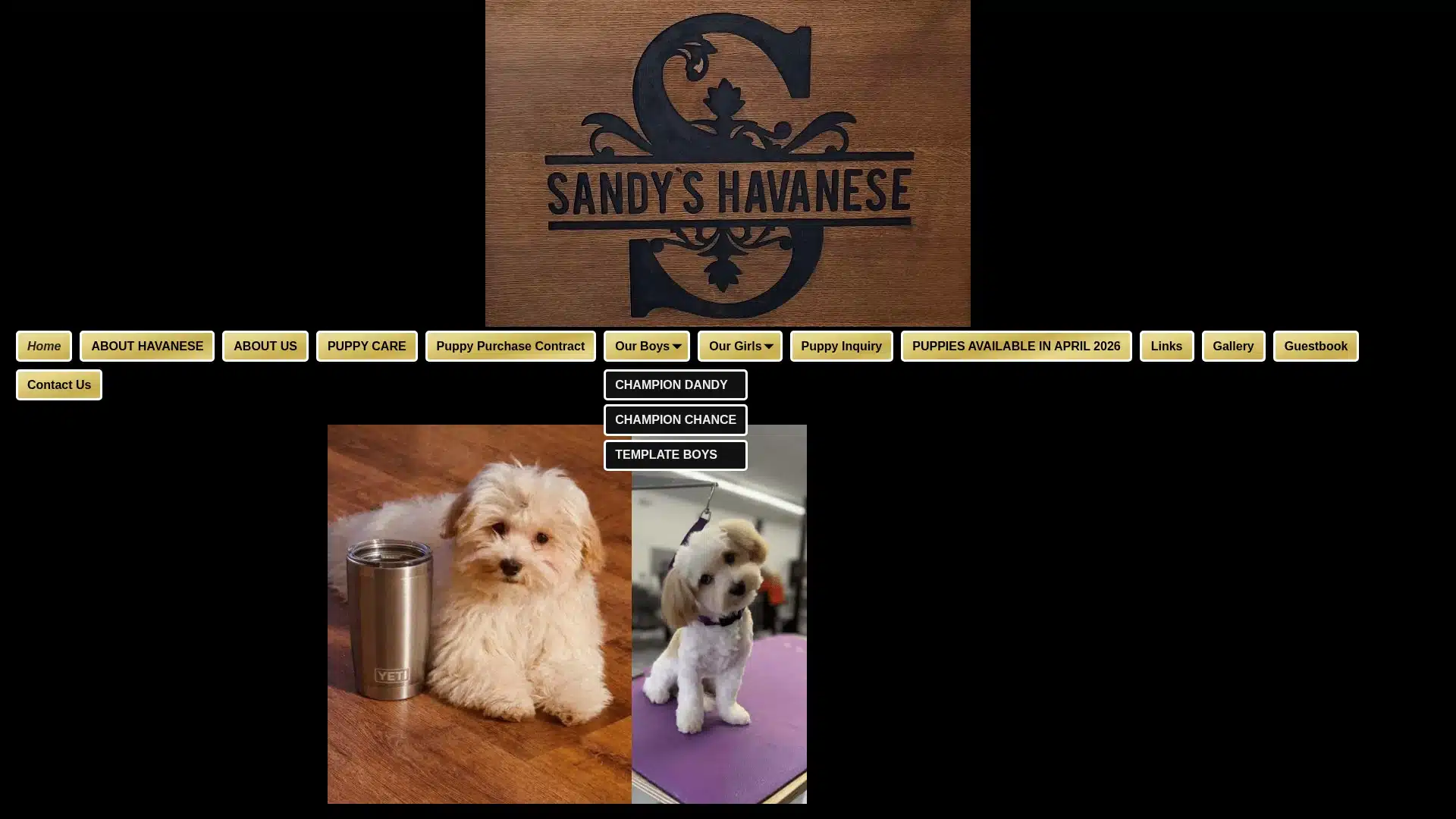 Sandy's Havanese