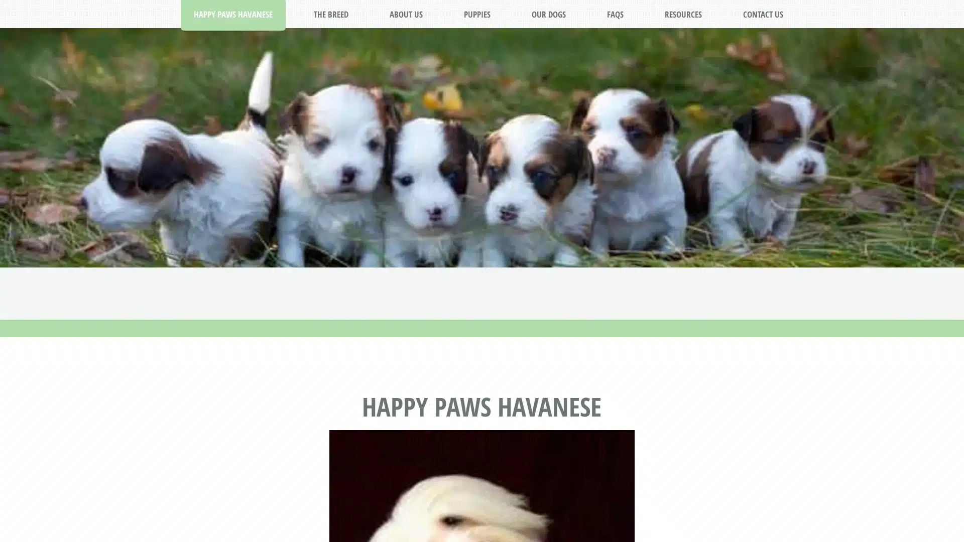 Happy Paws Havanese