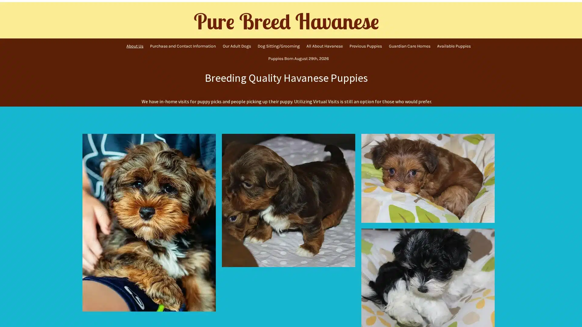 Pure Breed Havanese