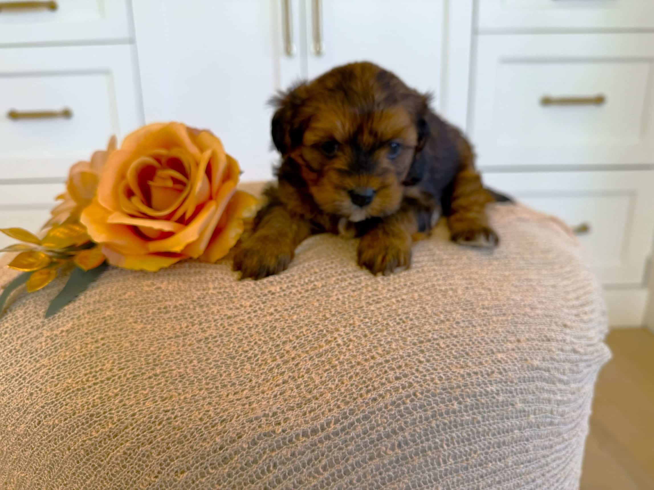 Brown and Tan Puppy Beside a Yellow Rose | Sage Puppies Brown and tan puppy resting beside a yellow rose on a beige ottoman.