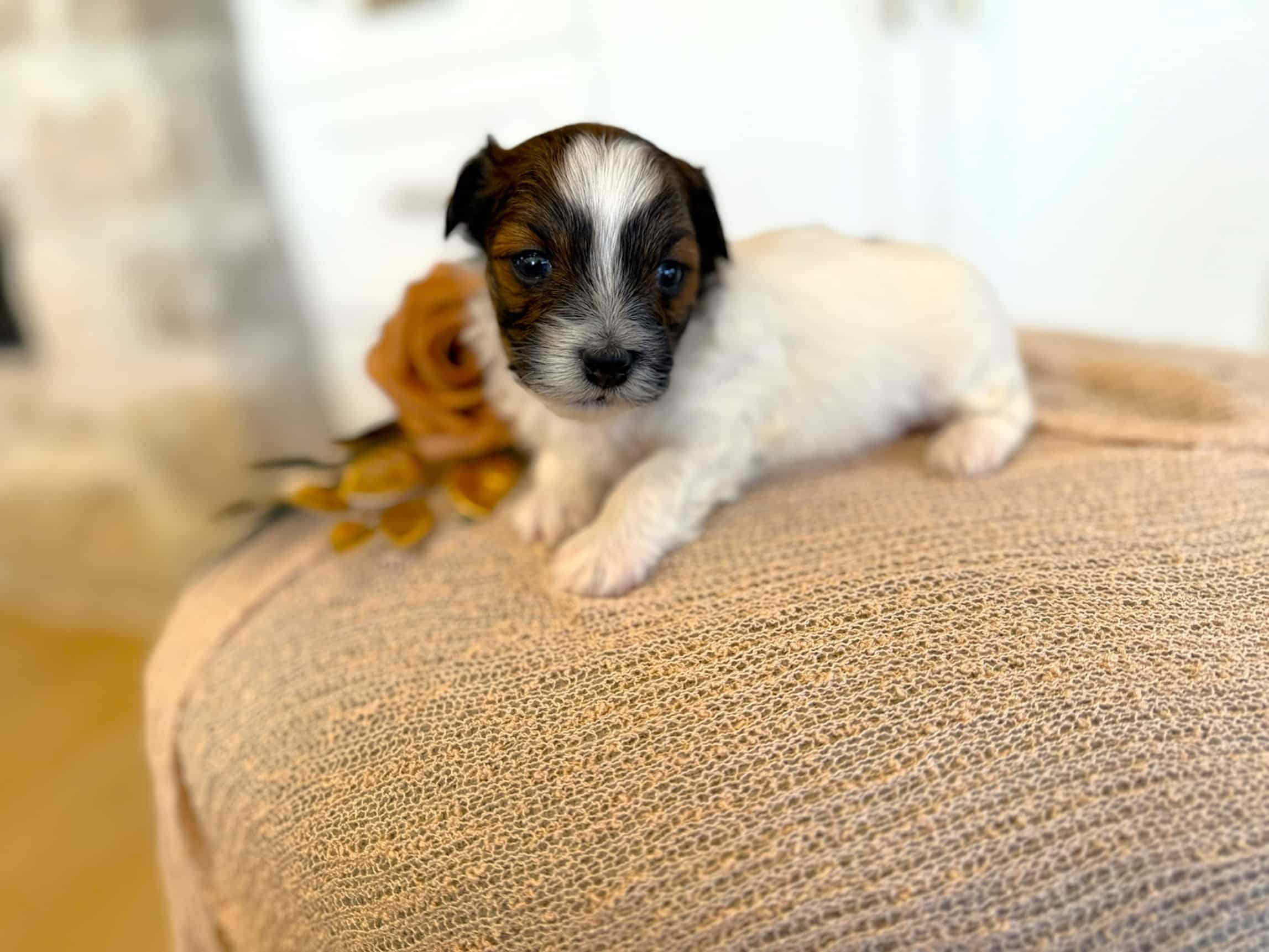 White Puppy with Brown and Black Markings | Sage Puppies White puppy with brown and black facial markings lying beside a yellow rose on a beige ottoman.