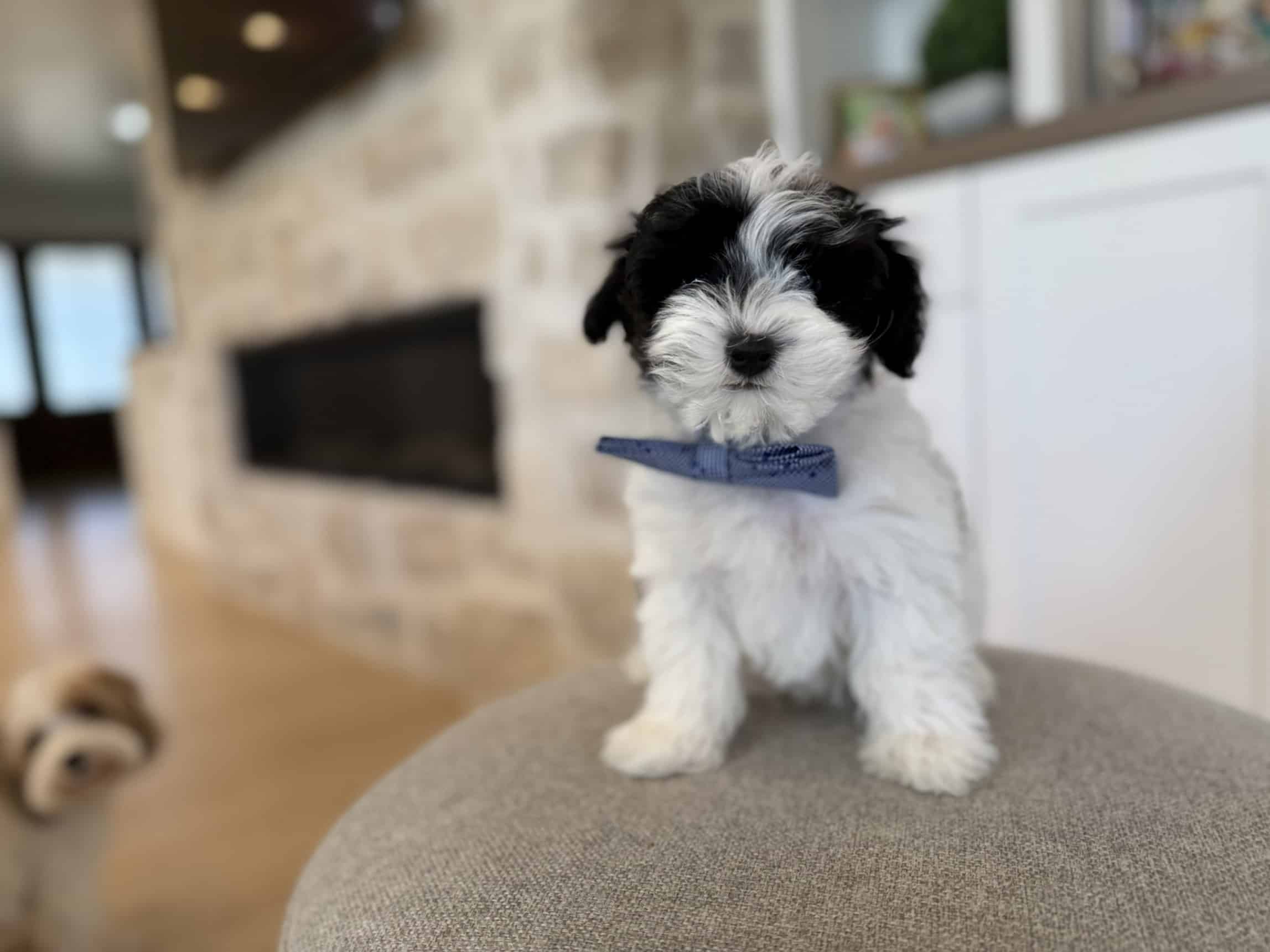 Black and White Puppy Wearing a Blue Bow Tie | Sage Puppies Black and white puppy wearing a blue bow tie while sitting on a gray ottoman.
