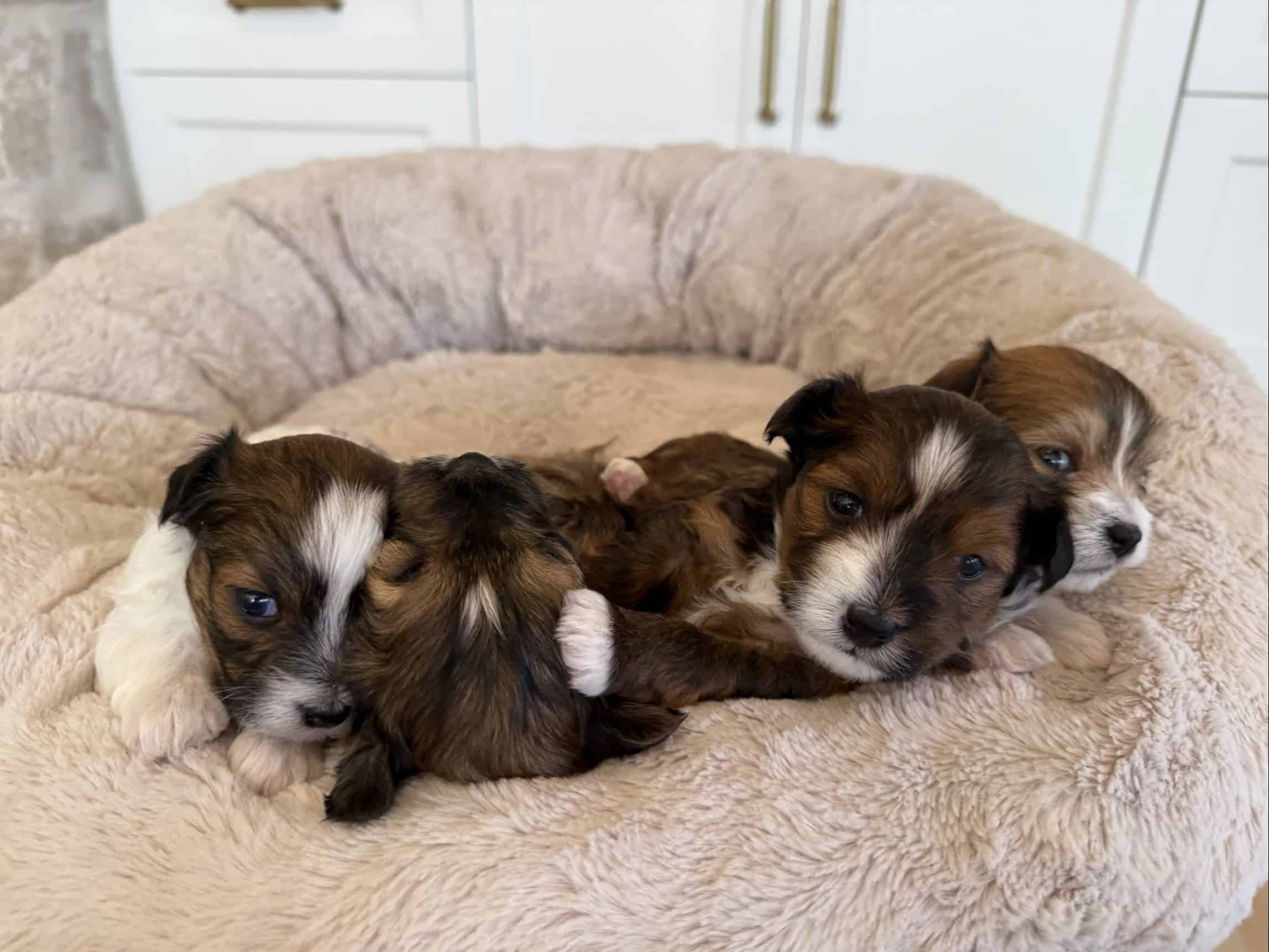 Puppies Resting Together in a Beige Dog Bed | Sage Puppies Brown and white puppies resting together in a plush beige dog bed.
