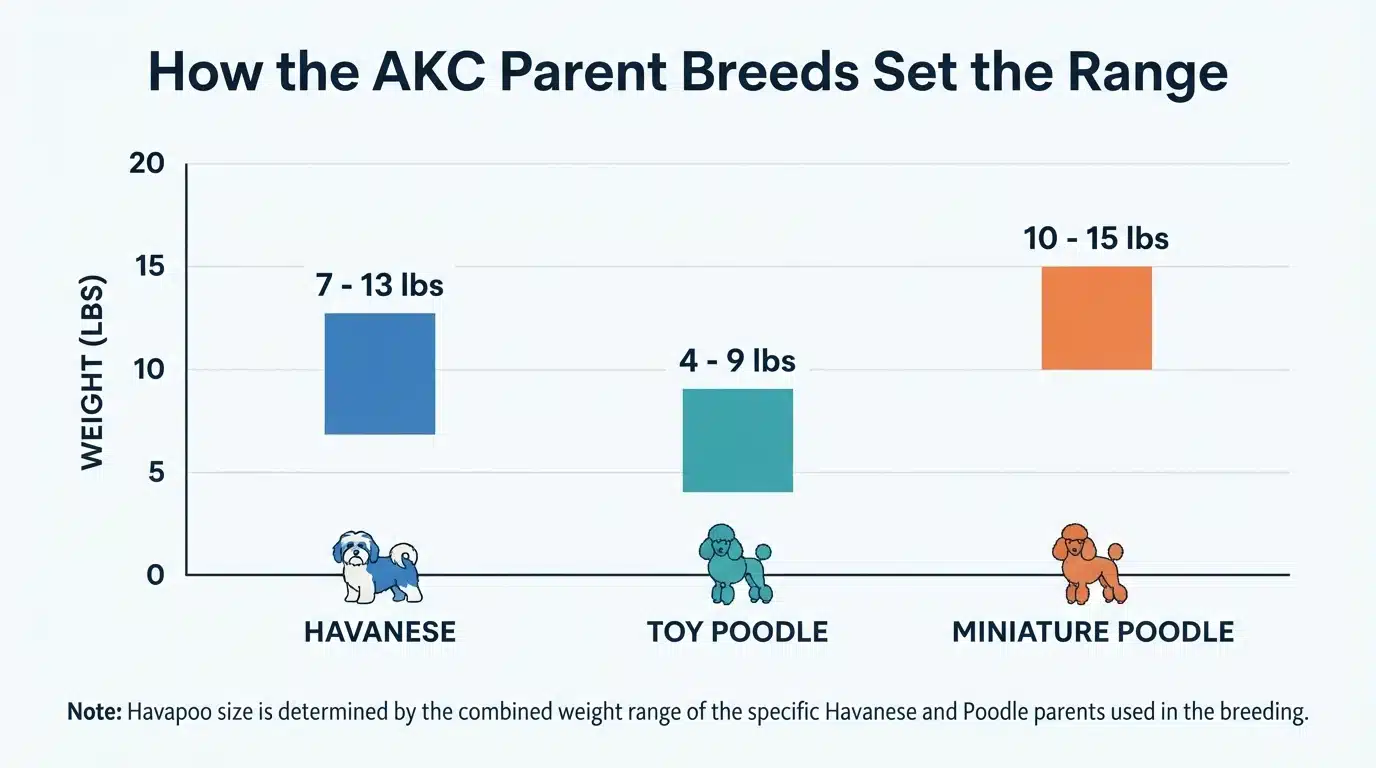 Bar chart of Havanese and Poodle parent weight ranges