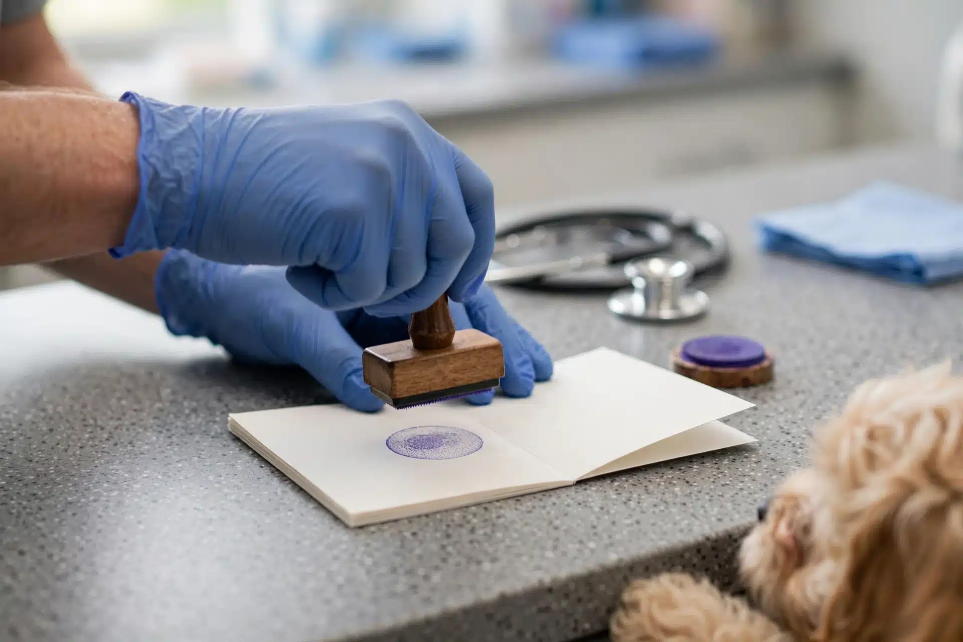 Veterinarian Stamps Puppy Vaccination Record at Clinic Counter