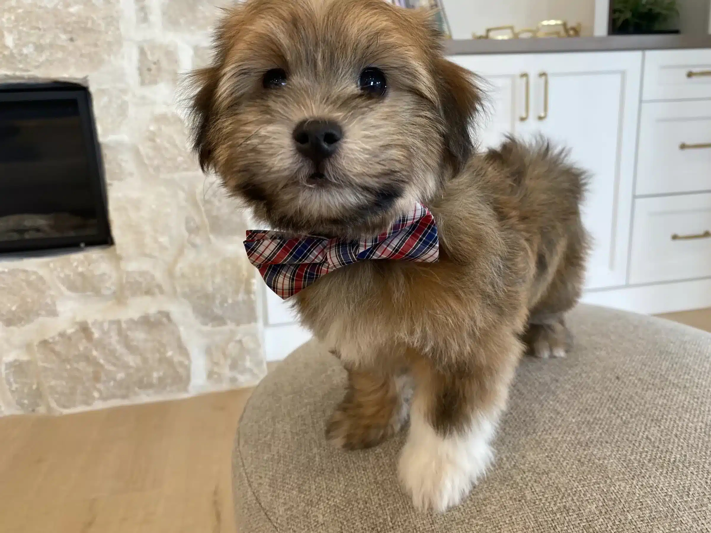 Brown and Tan Puppy Wearing a Plaid Bow Tie | Sage Puppies Brown and tan puppy with white paws wearing a plaid bow tie on a gray ottoman.