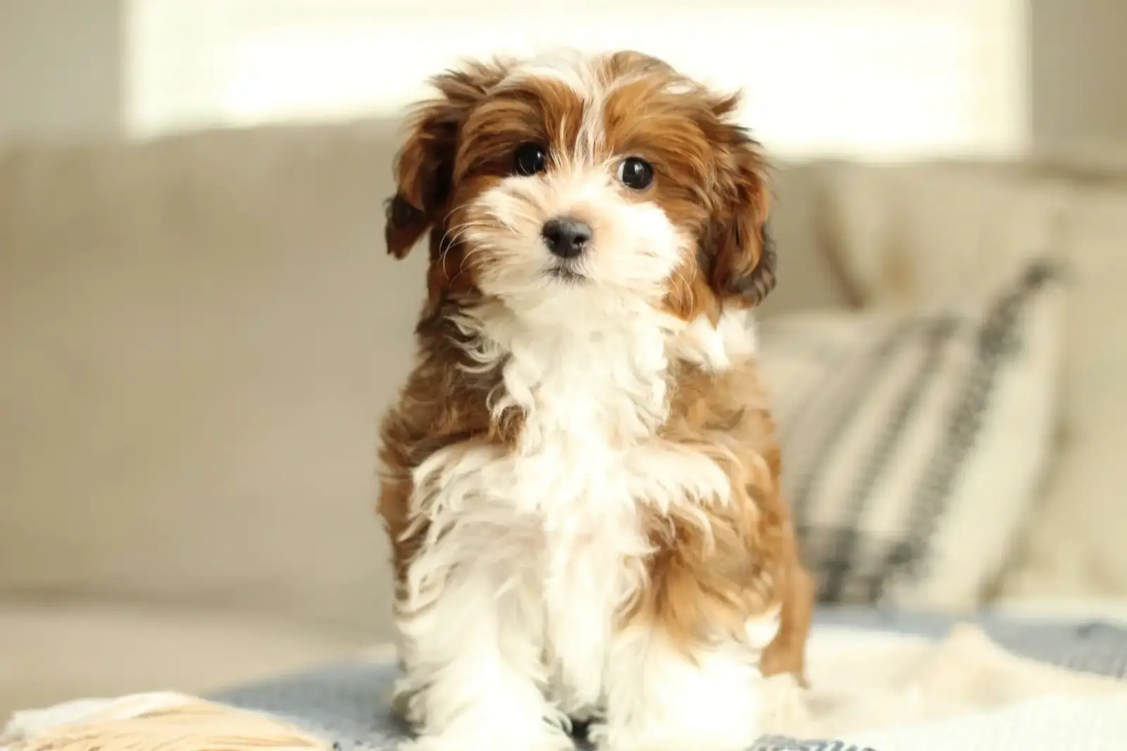 Brown and white puppy sitting on a blue blanket.