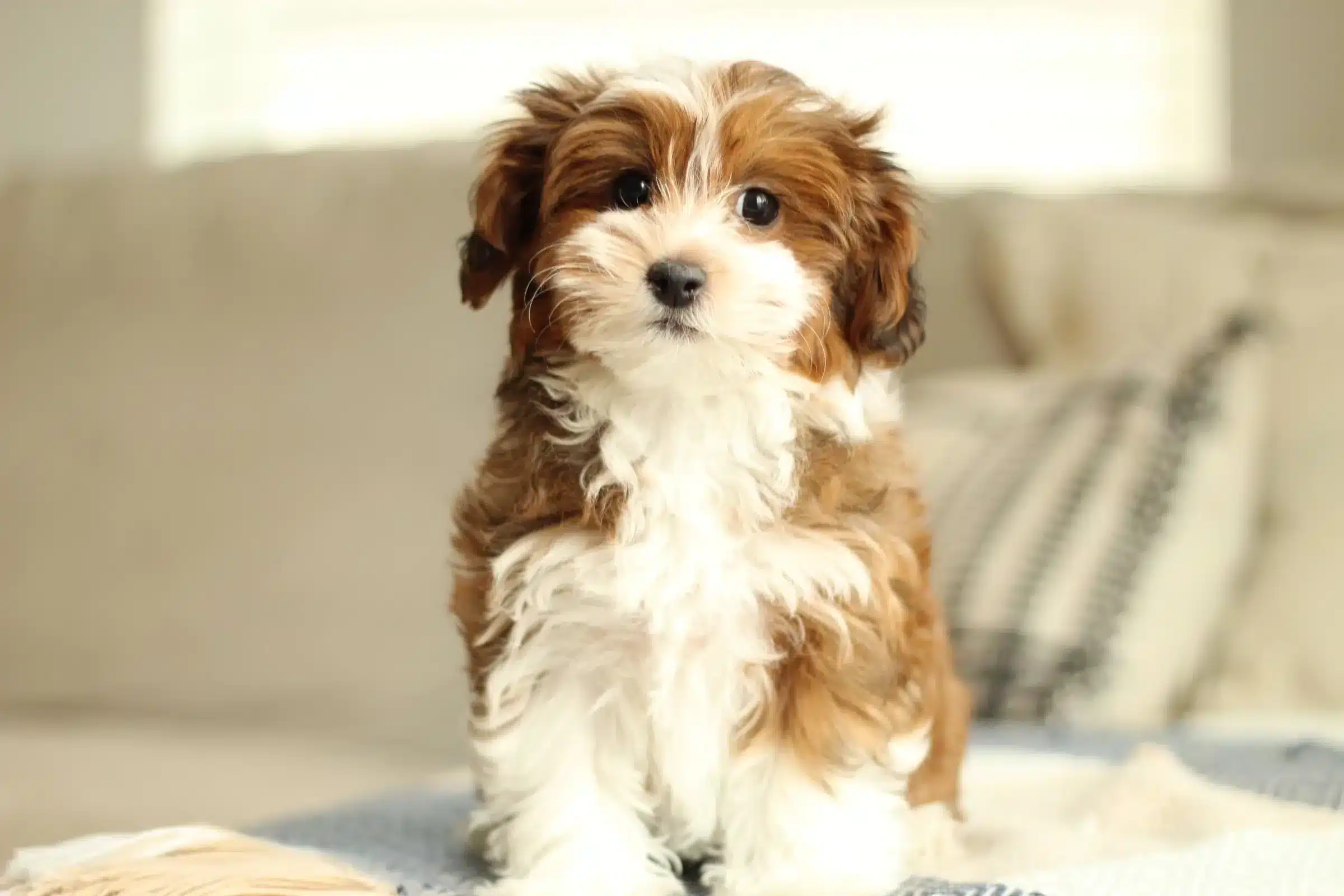 Brown and White Puppy on a Blue Blanket Brown and white puppy sitting on a light blue blanket