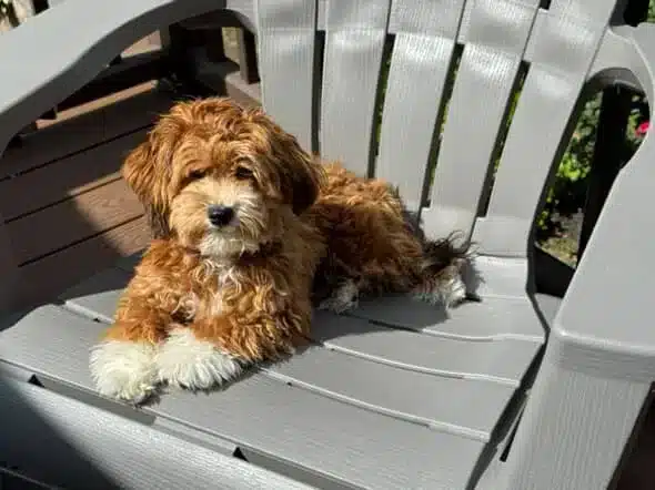 Brown and White Dog on an Outdoor Chair Golden-brown dog with white paws resting on a gray Adirondack chair outdoors