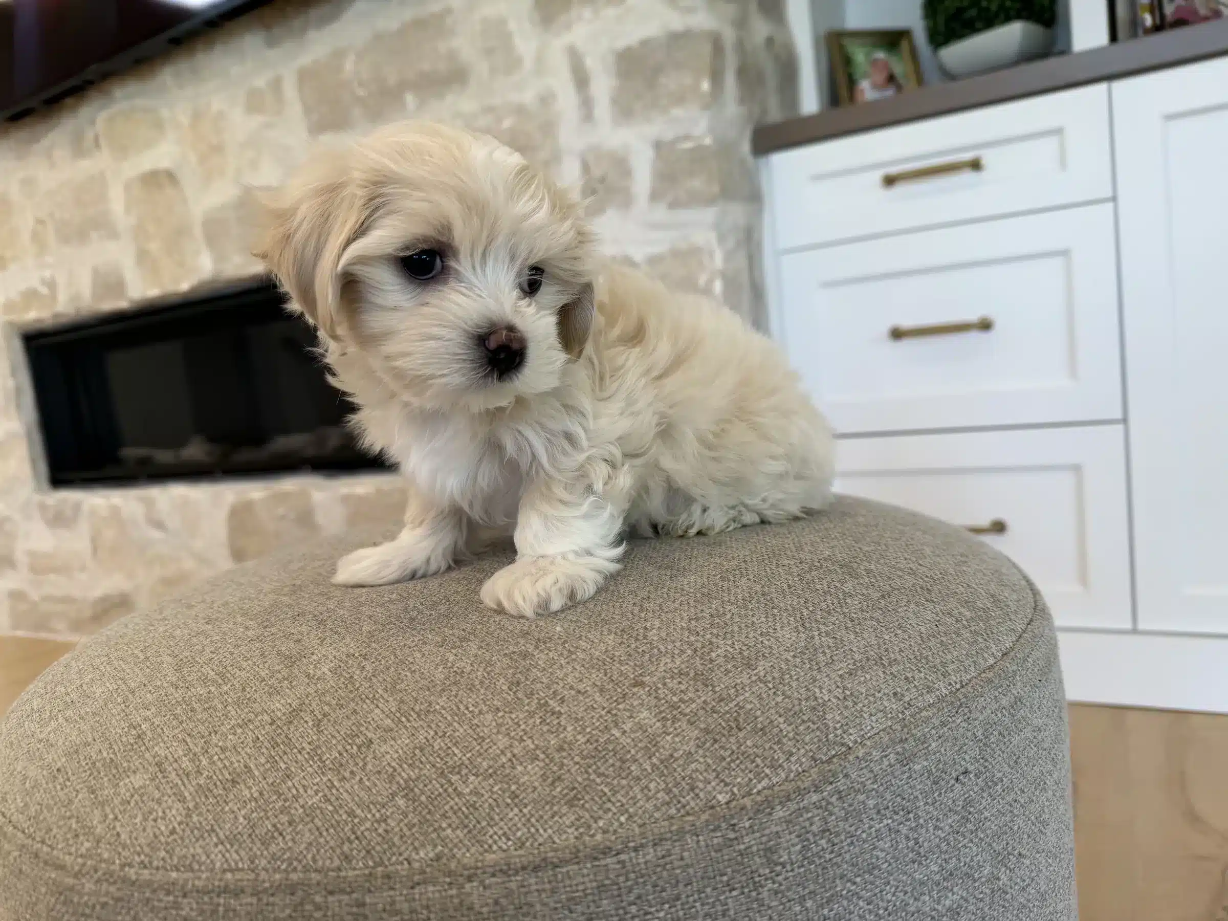 Cream Puppy Beside a Fireplace | Sage Puppies Cream-colored puppy sitting on a beige ottoman beside a stone fireplace