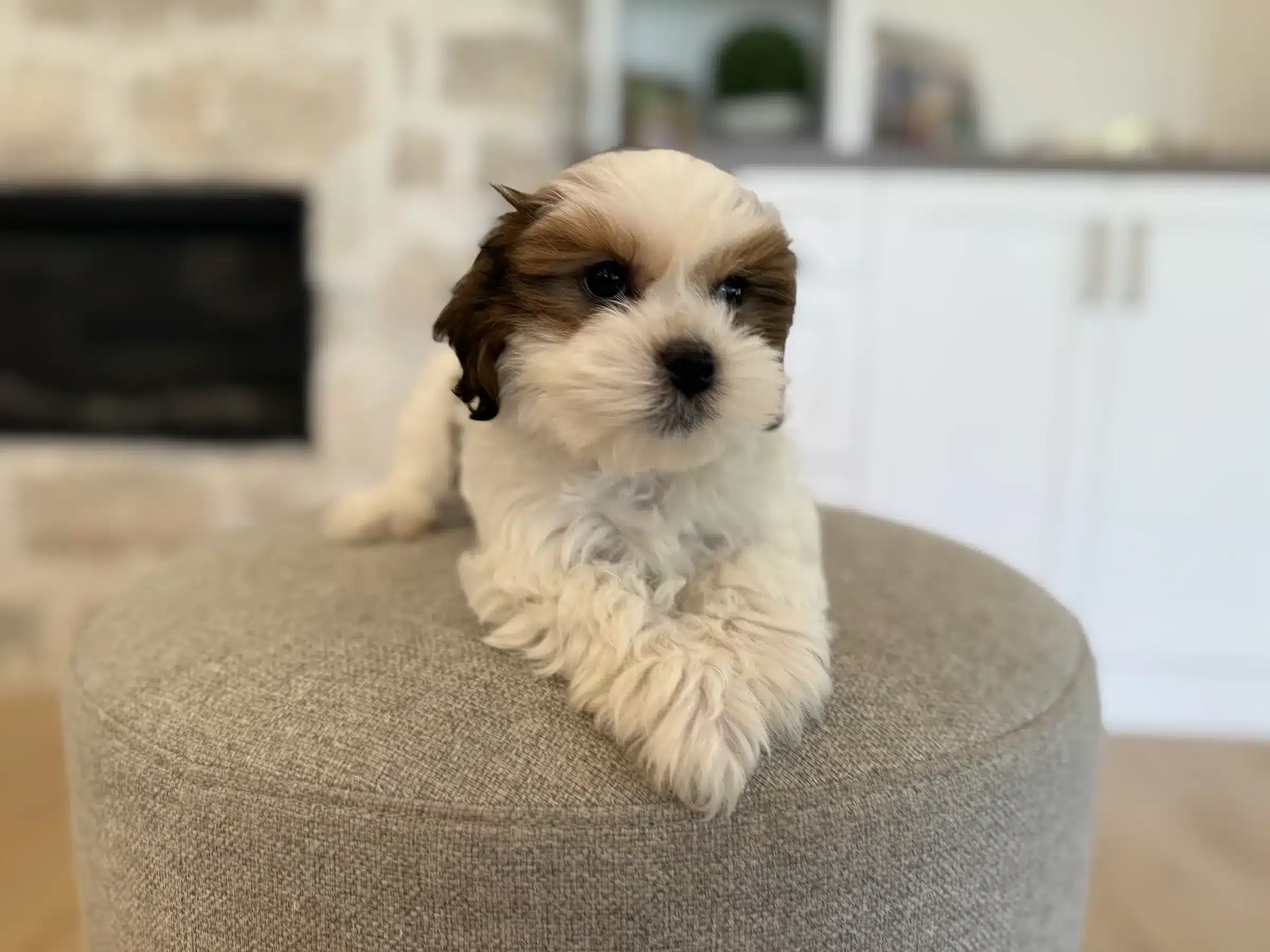 White and Brown Puppy on a Gray Ottoman White and brown puppy resting on a textured gray ottoman and looking to the right