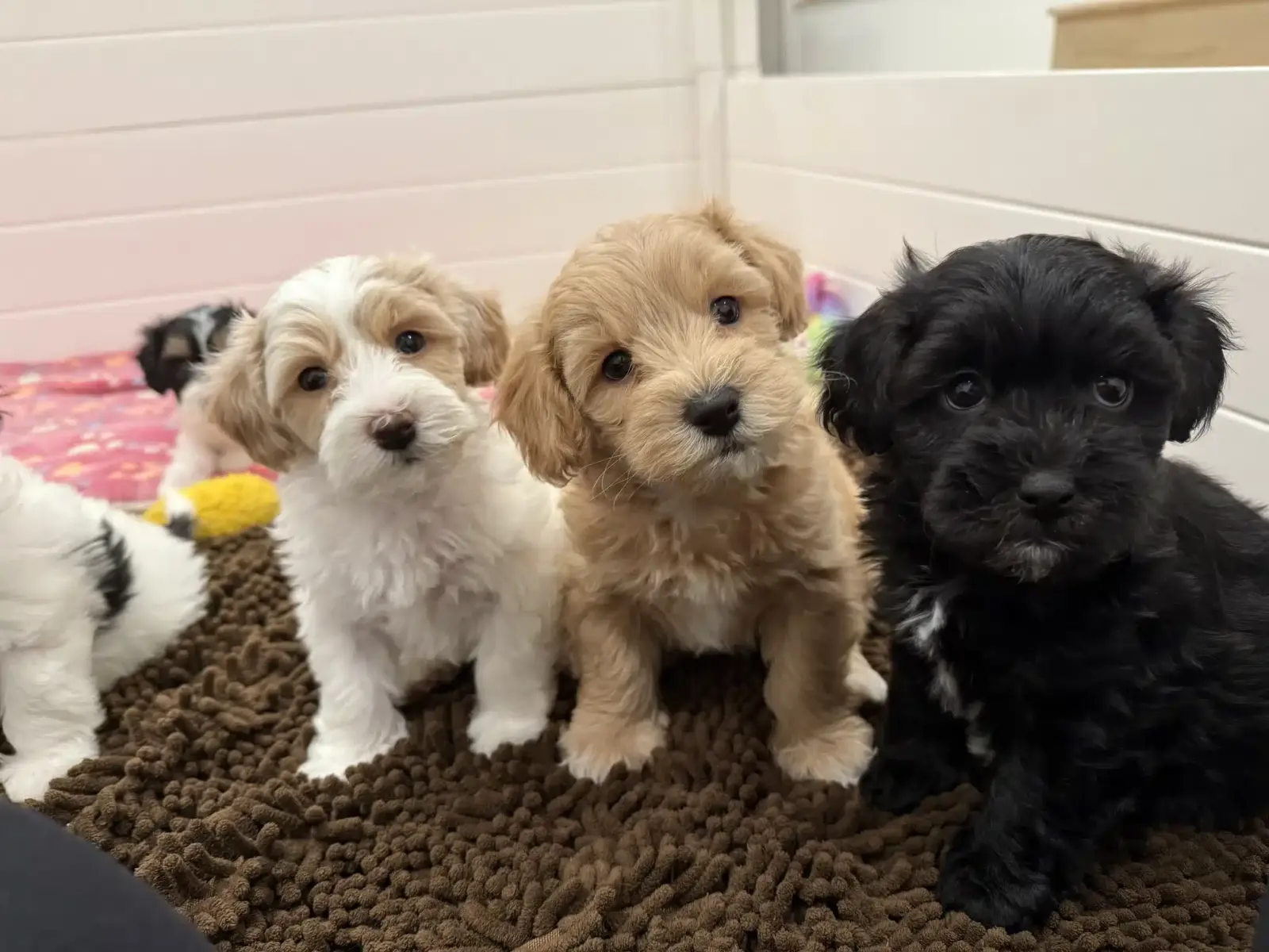 White and tan, golden tan, and black puppies sitting together on a brown rug inside a white pen.