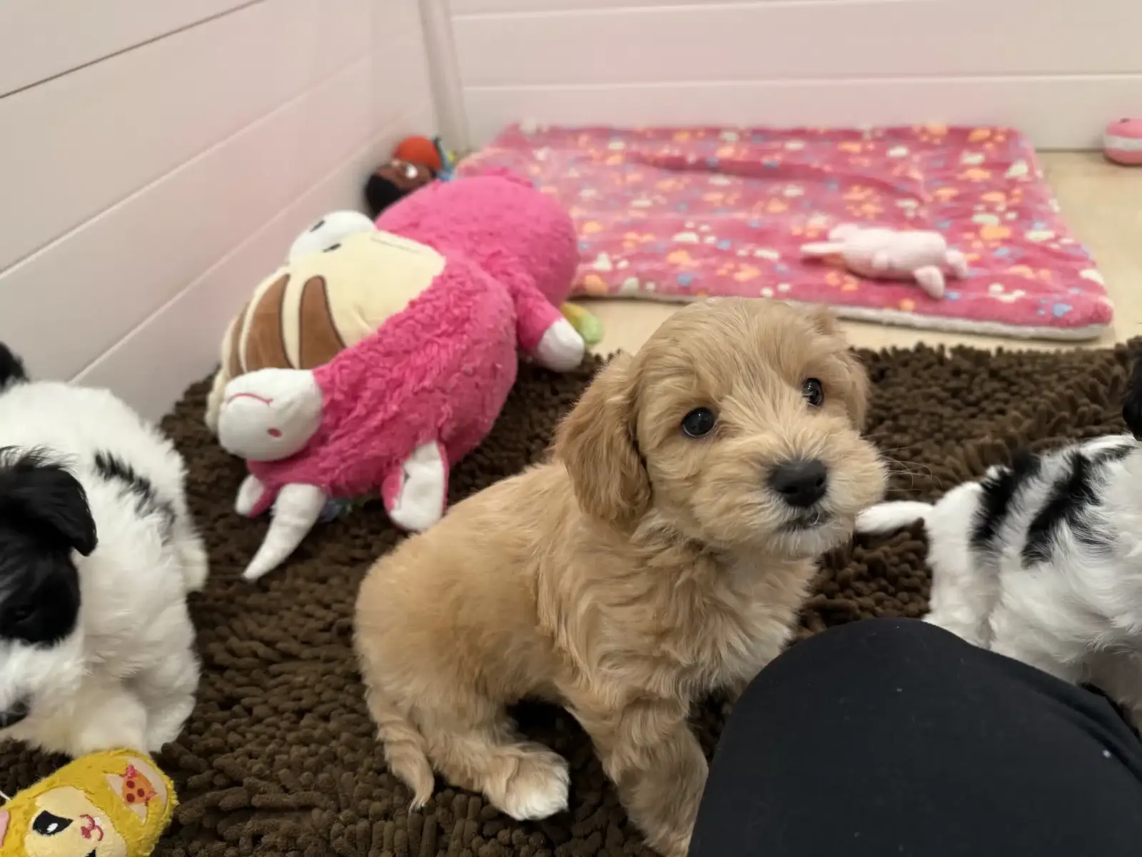 Tan puppy sitting on a brown rug beside plush toys and other puppies.