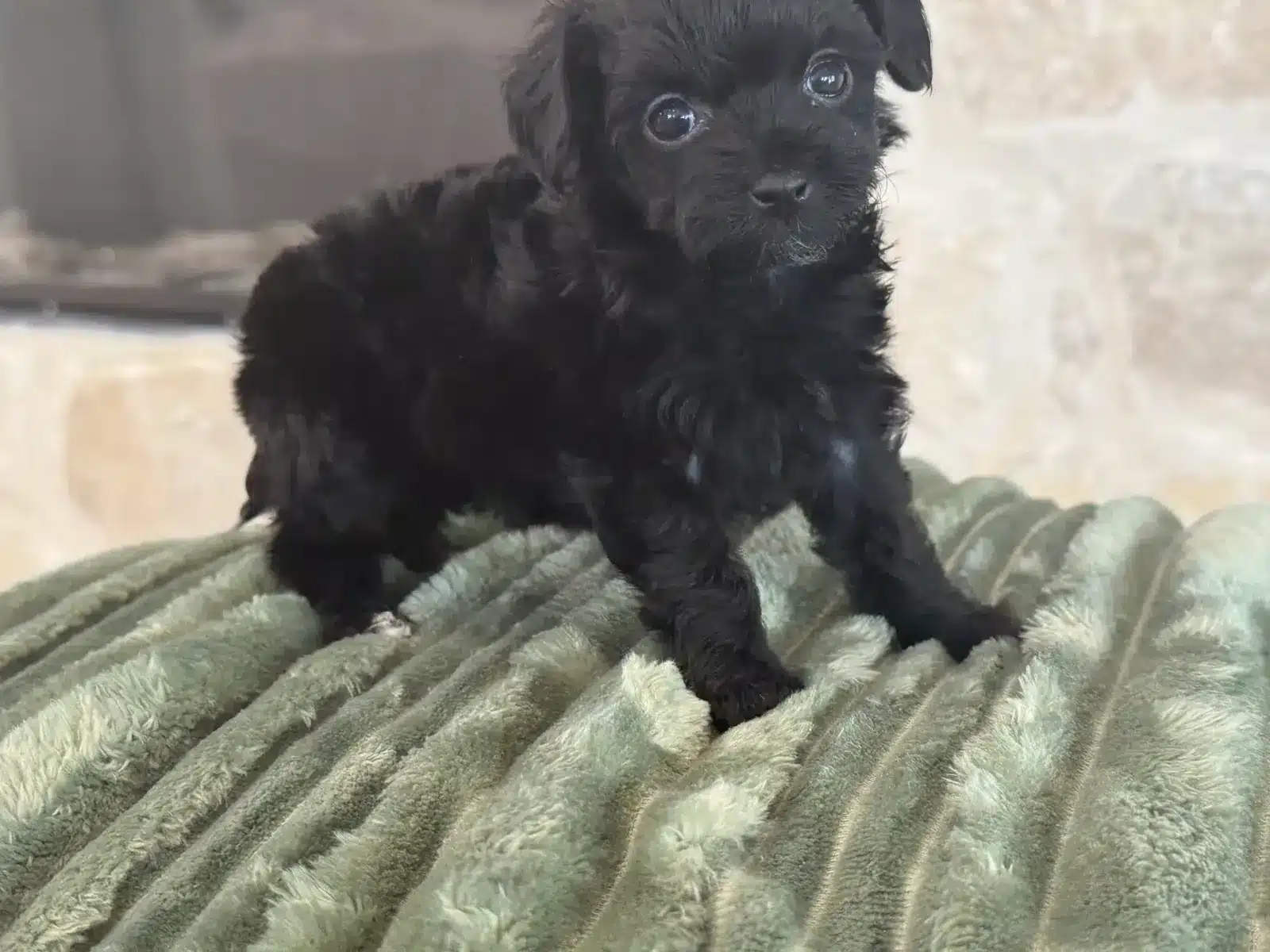 Black puppy with white paws standing on a sage green blanket.