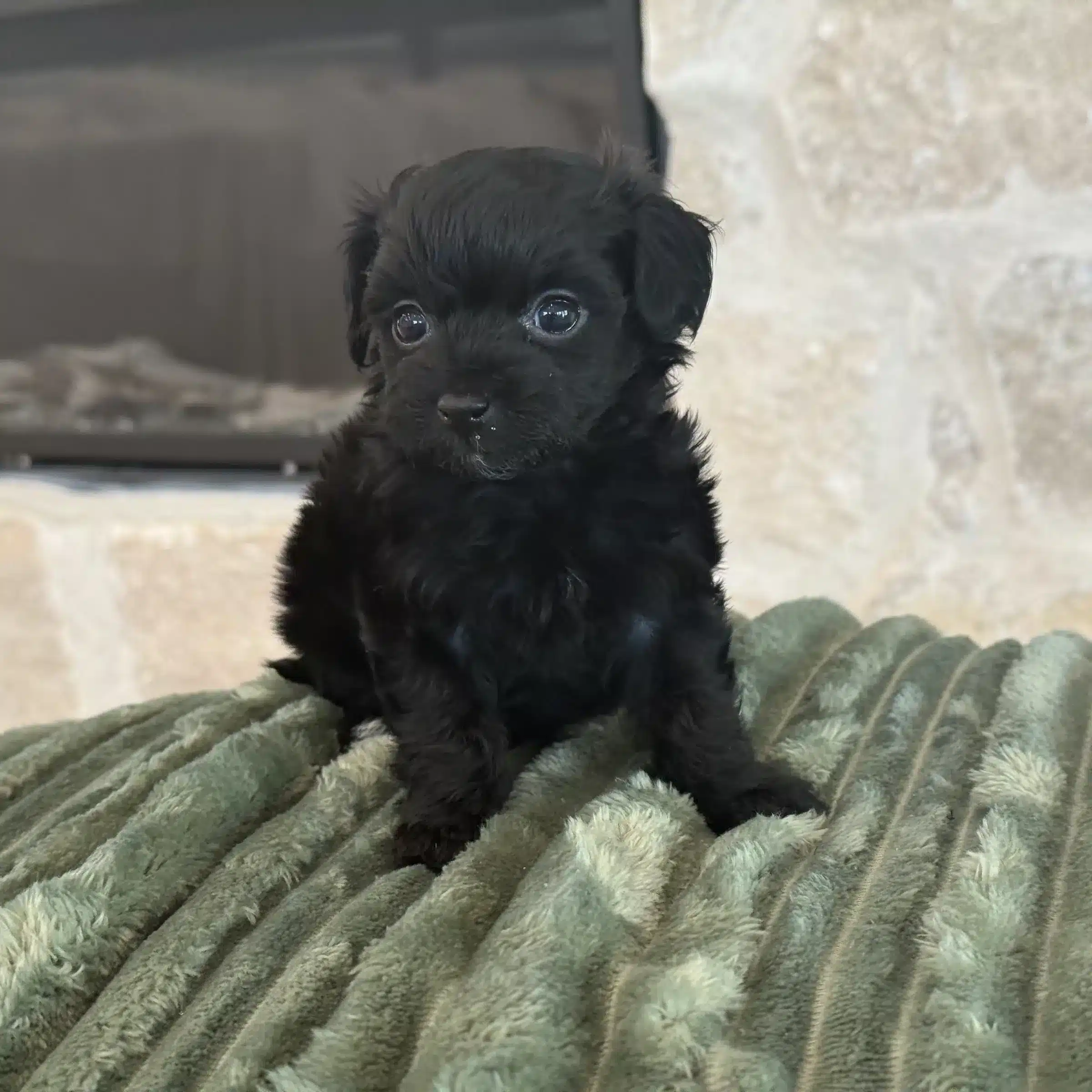 Black curly-coated puppy sitting on a green blanket.