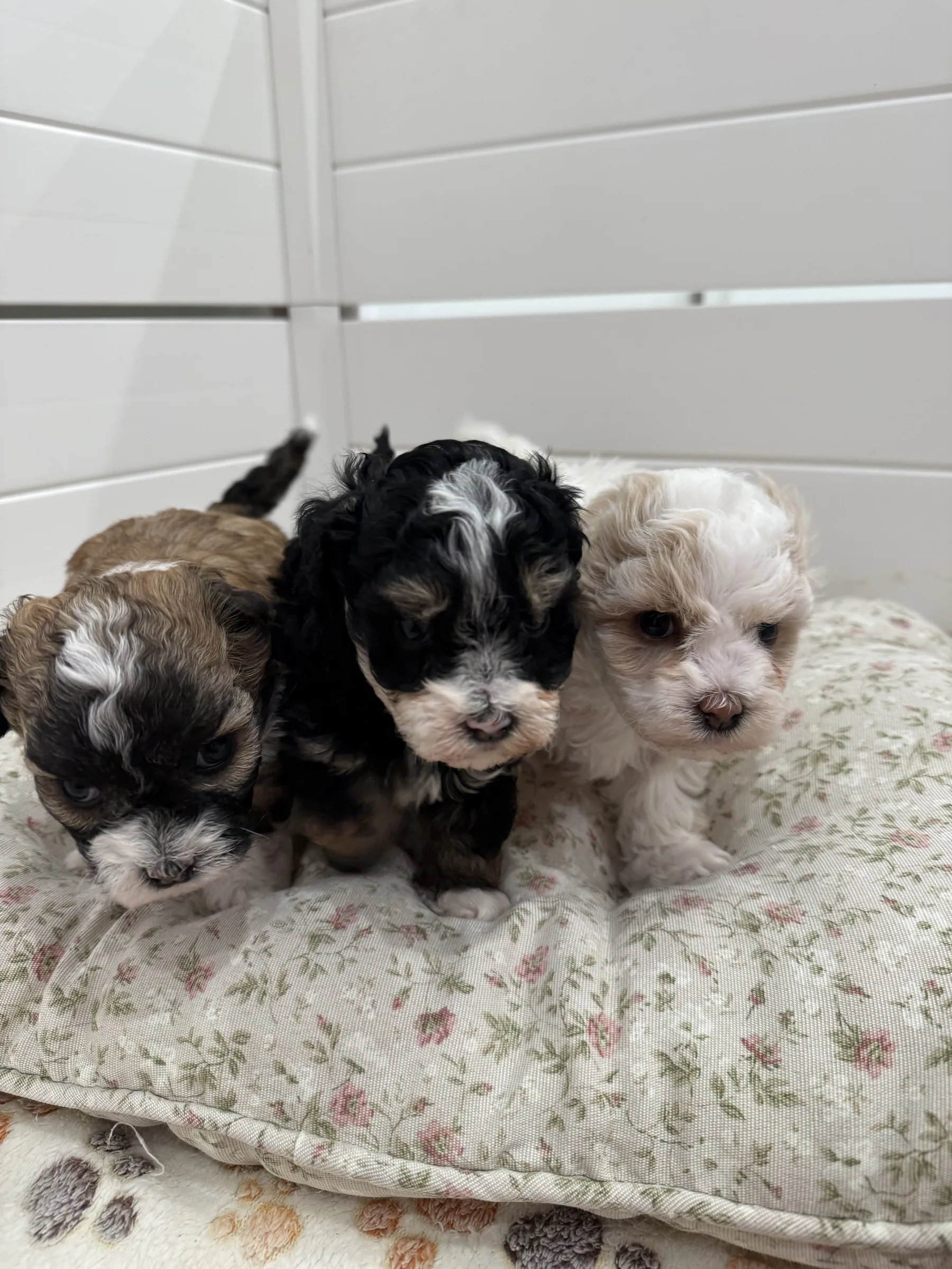 Three Puppies on a Floral Cushion Brown and white, black and white, and cream puppies huddled on a floral cushion