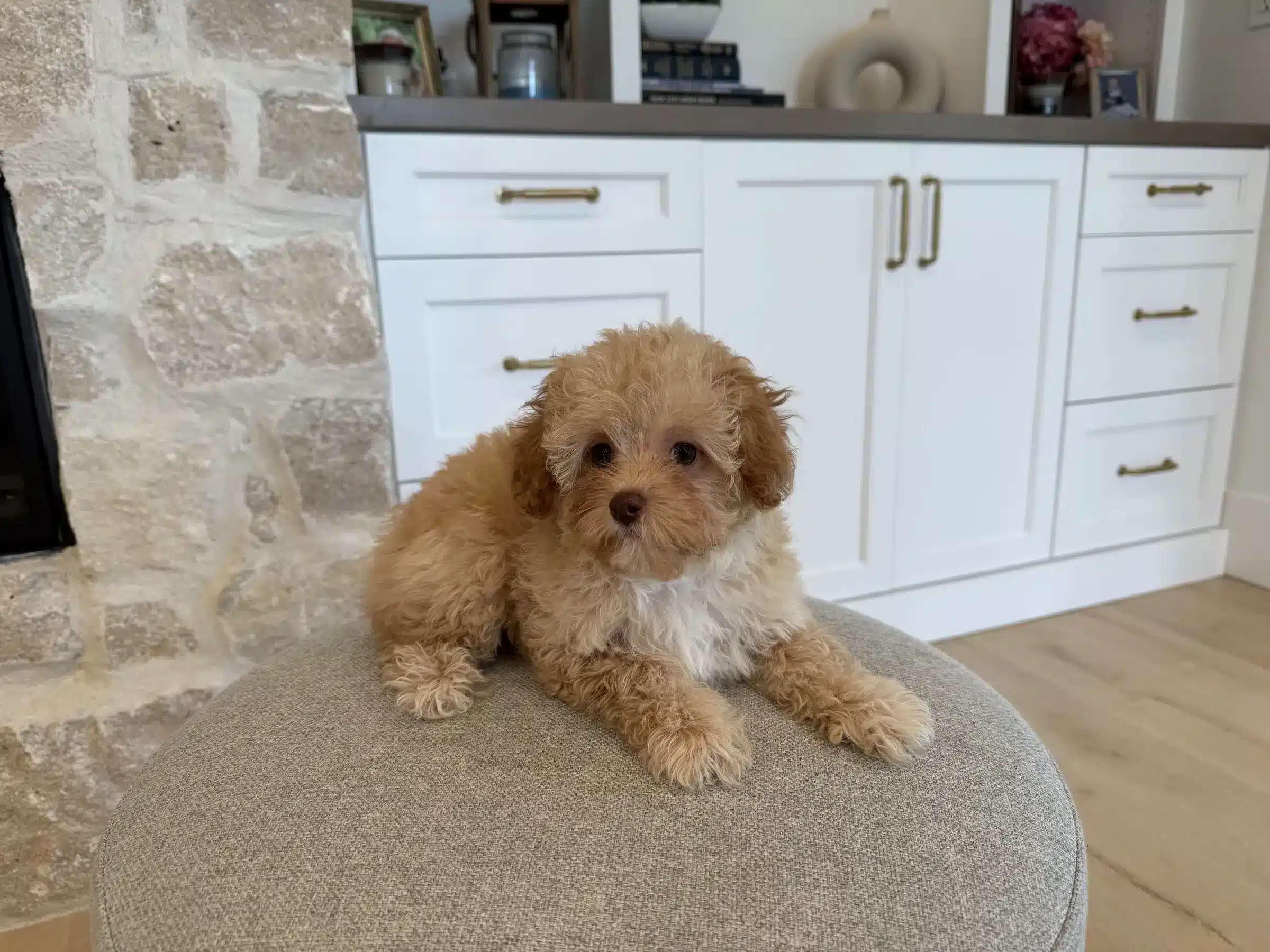 Apricot puppy with white paws resting on a gray upholstered stool.