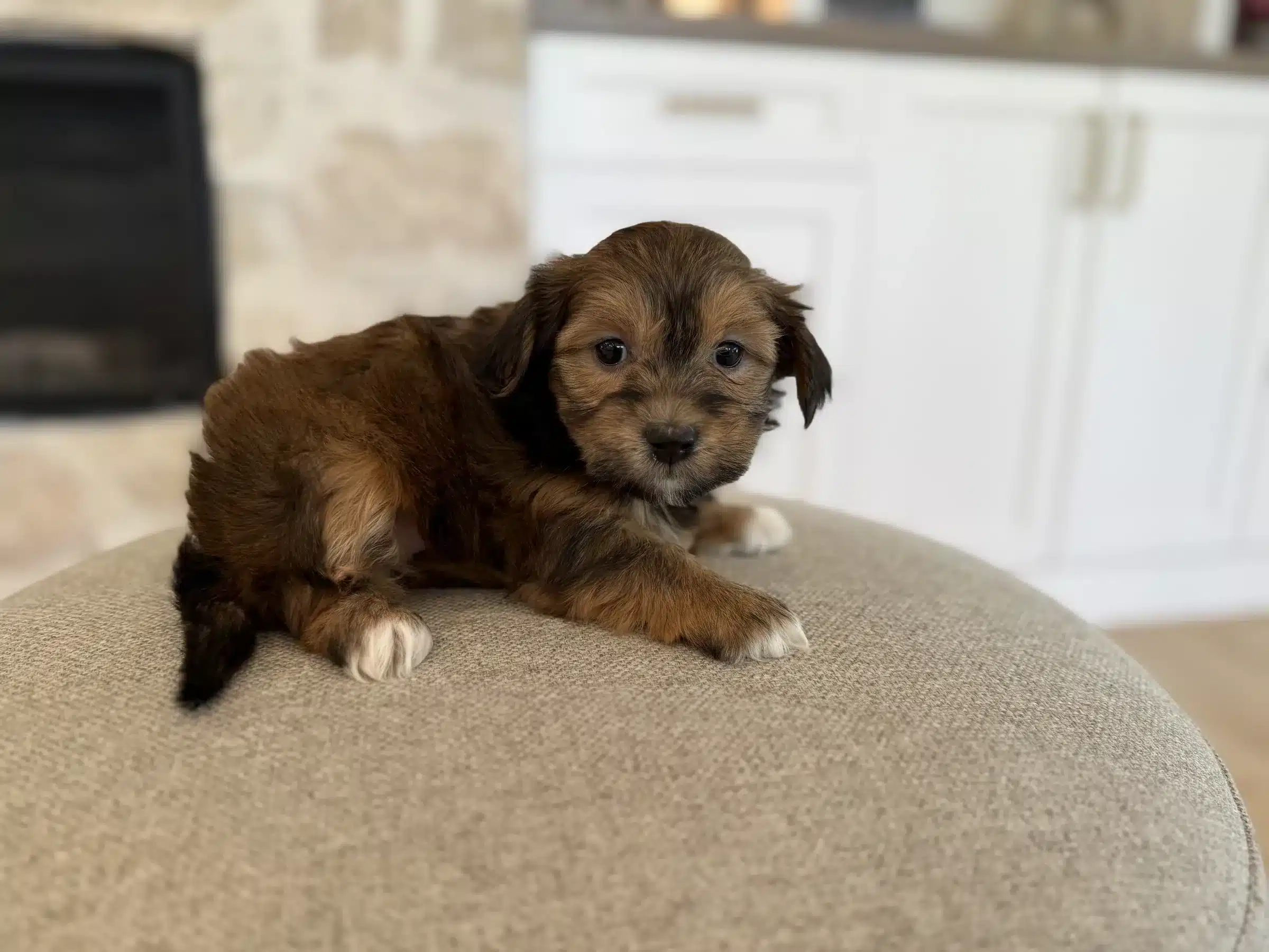 Brown puppy with white paws resting on a light upholstered ottoman