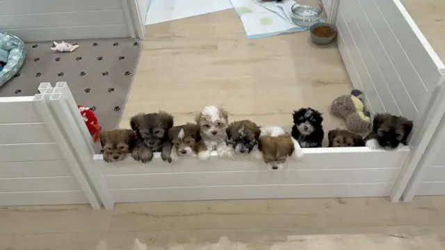 Puppies with brown and white markings looking over a white playpen fence