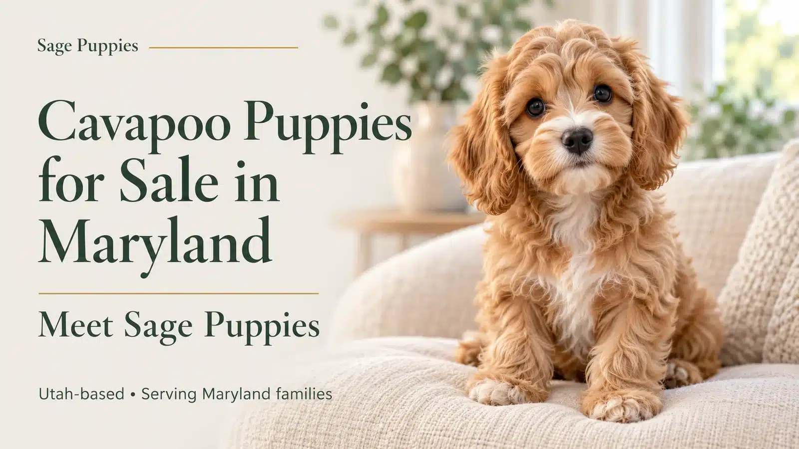 Apricot Cavapoo puppy sitting on a cream cushion beside the Maryland article headline.
