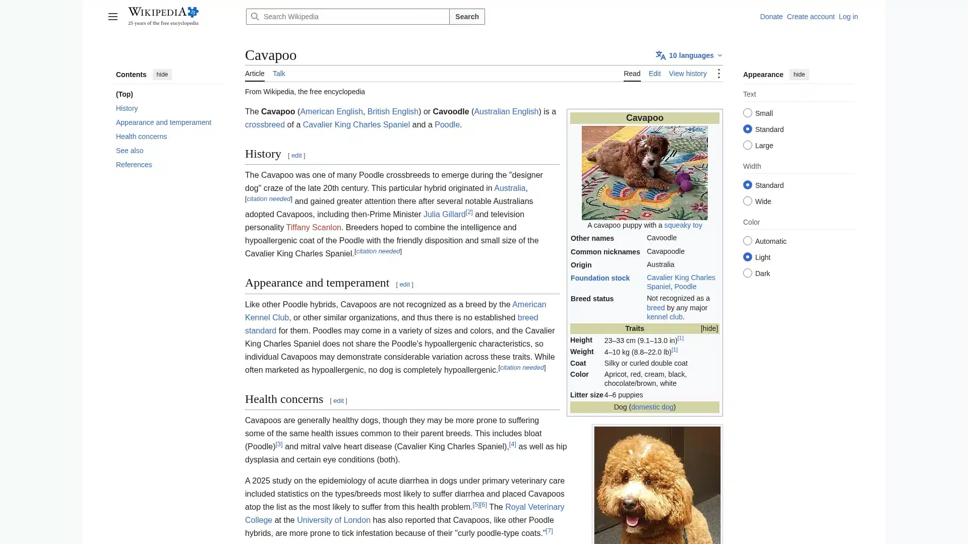 Cavapoo puppies
