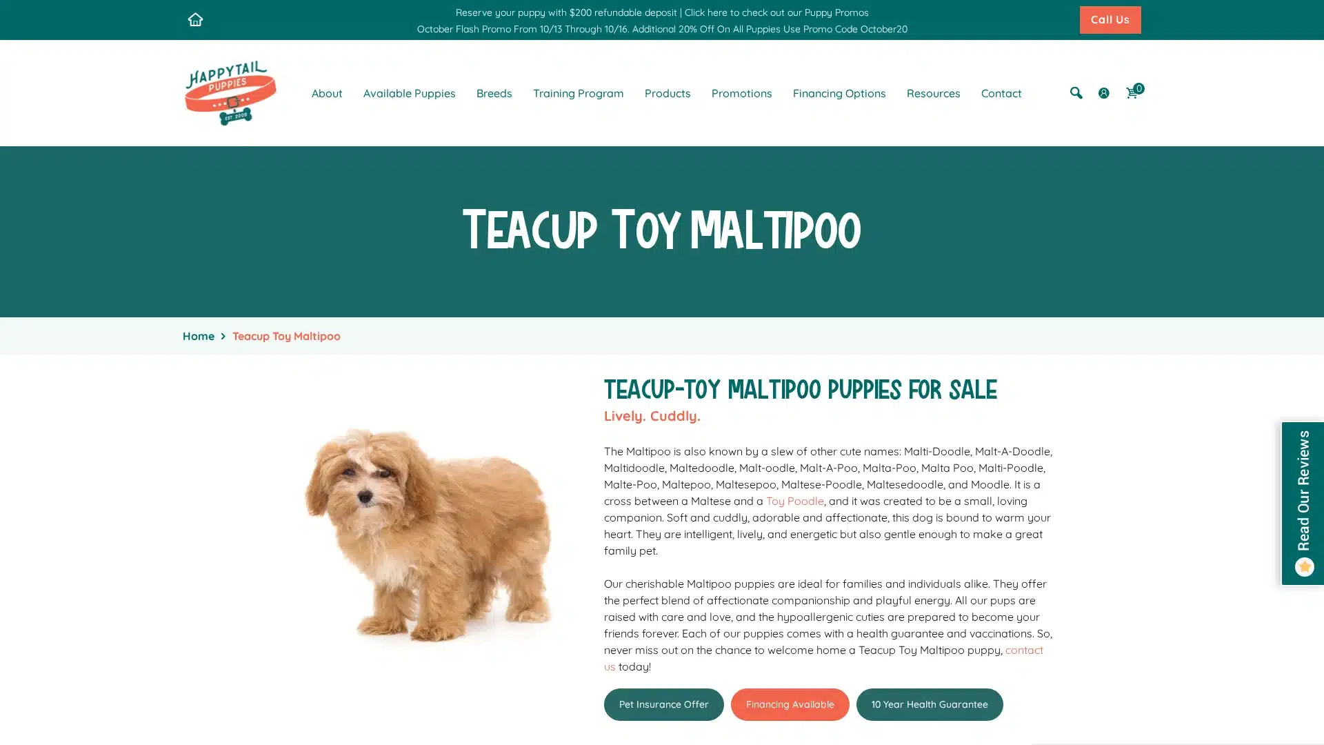 Maltipoo