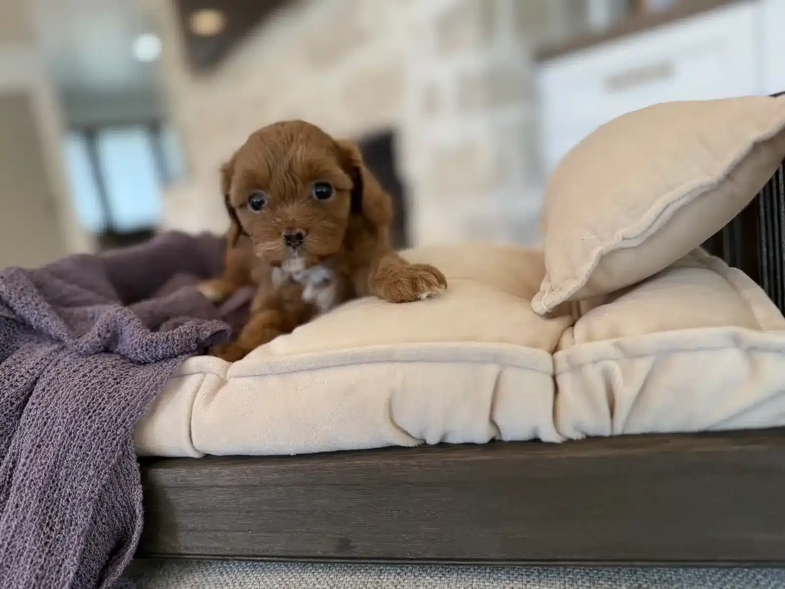 Small fluffy puppy resting on an indoor cushion.