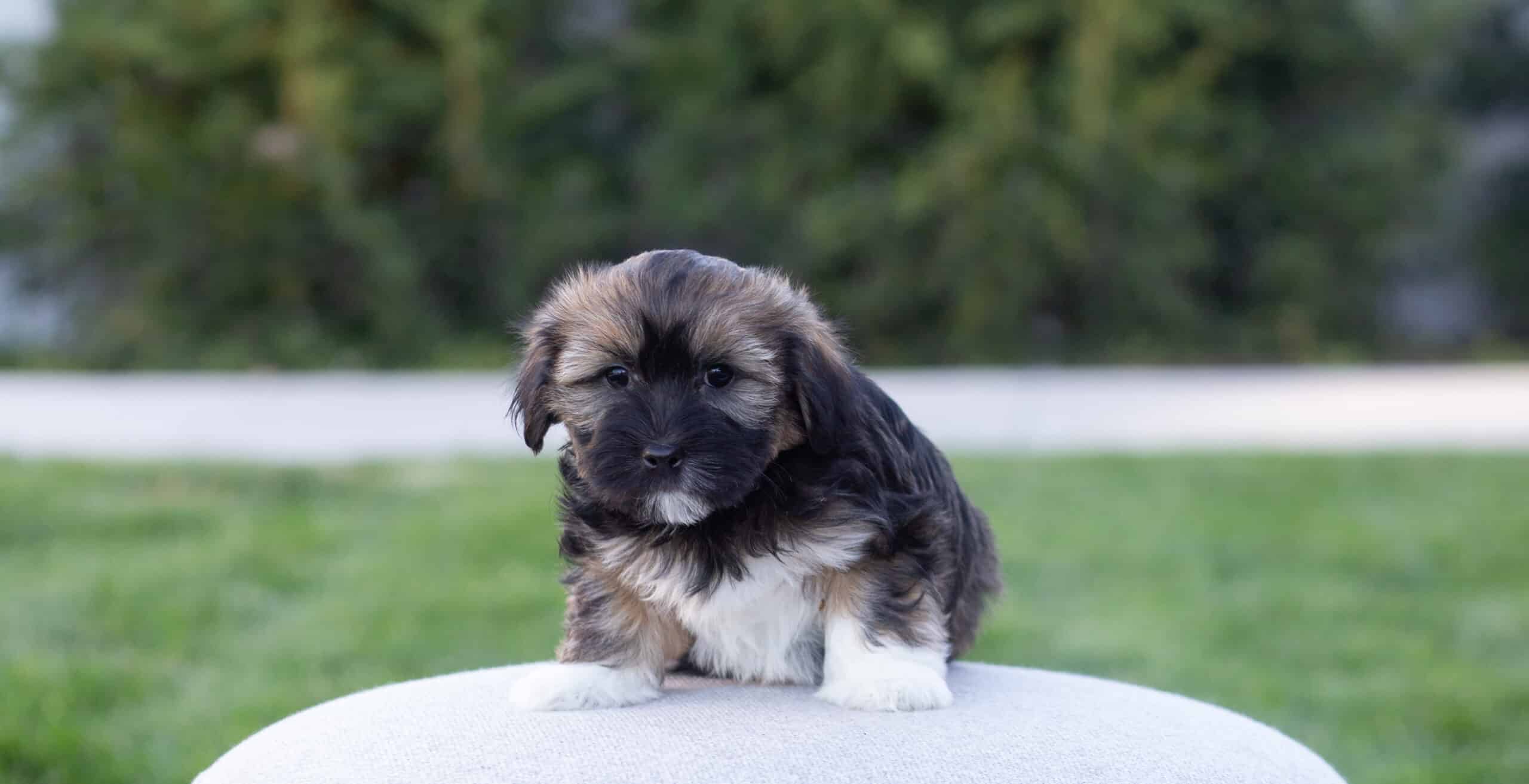 Sable and white puppy sitting on a pale outdoor cushion in front of a lawn