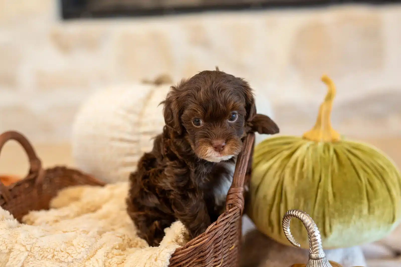 Big Fudge, a chocolate Havapoo puppy with a white chin, in a cream-lined wicker basket beside a green pumpkin.
