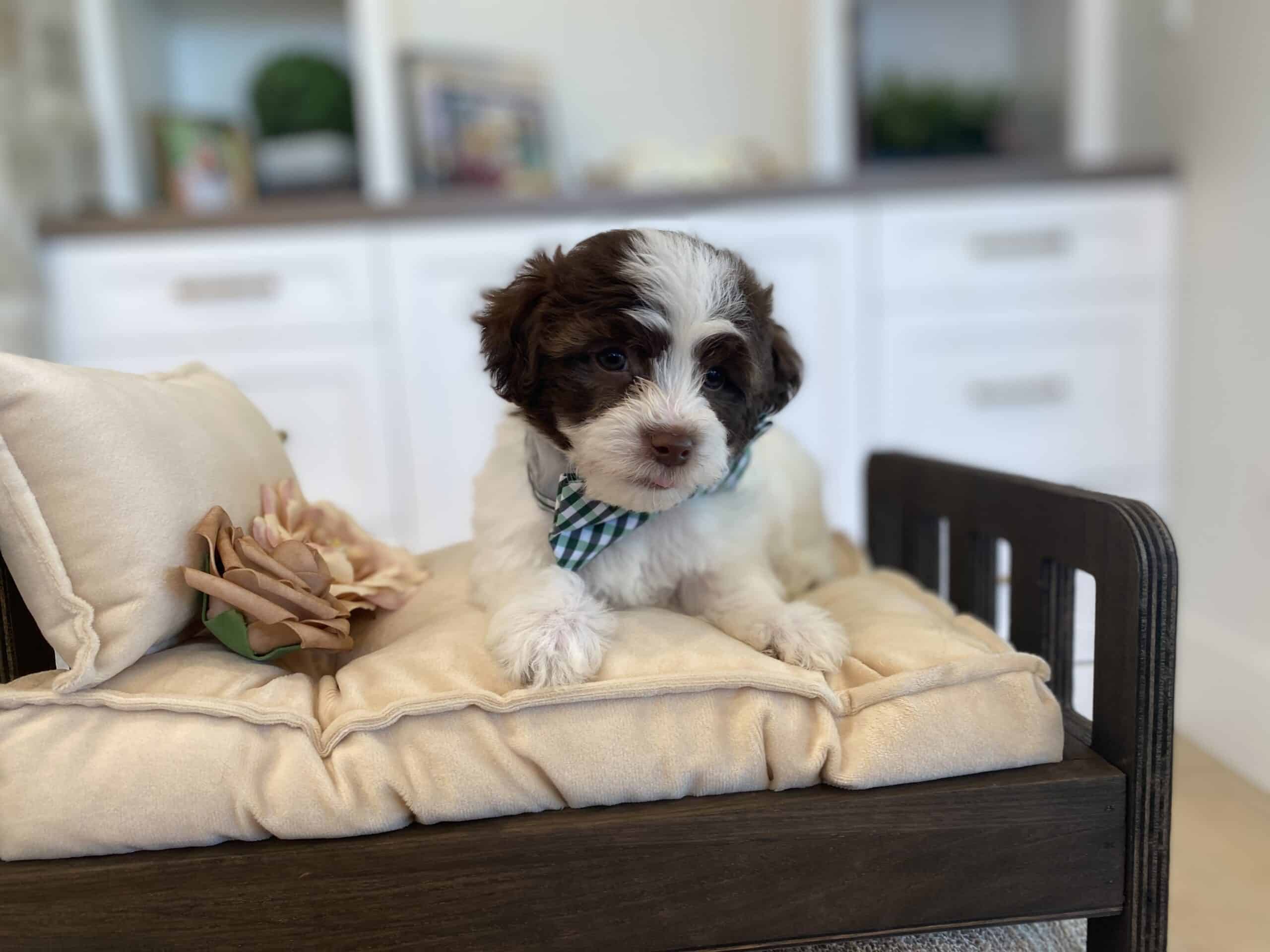 Brown and white puppy with a green checked bow sitting on a cream chair cushion beside a decorative rose