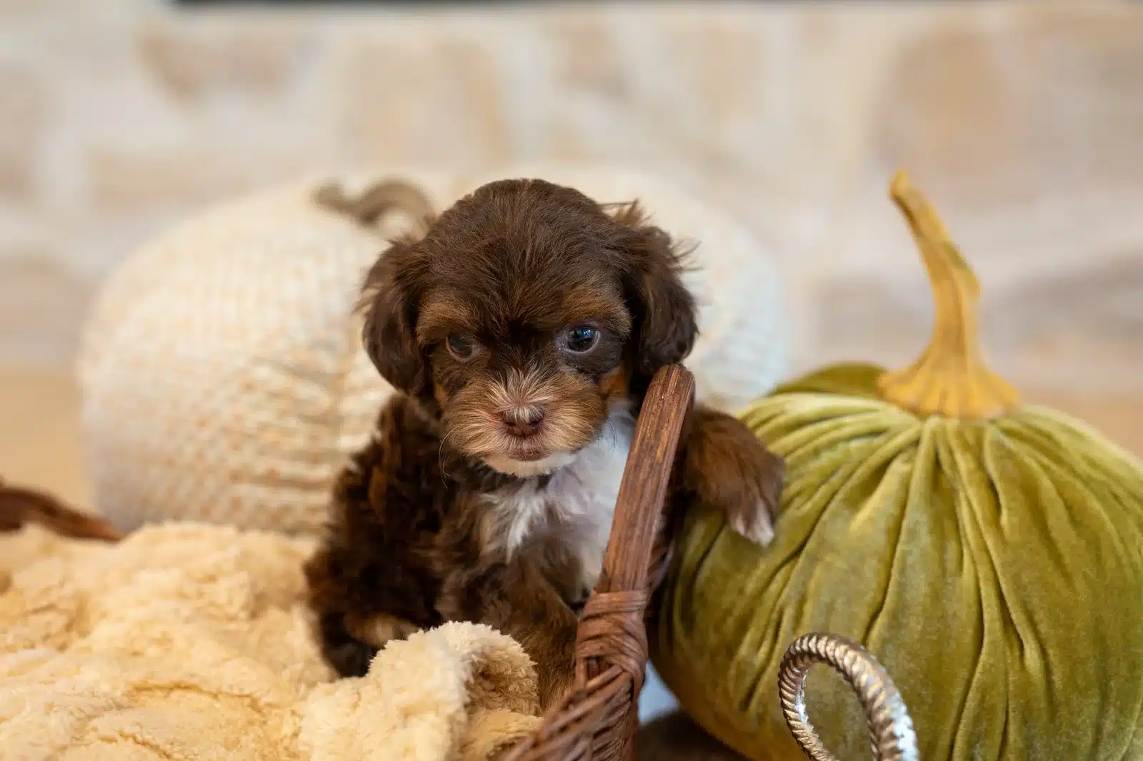 Chai, a chocolate Havapoo puppy with a white muzzle and chest, in a cream-lined basket beside a green pumpkin.