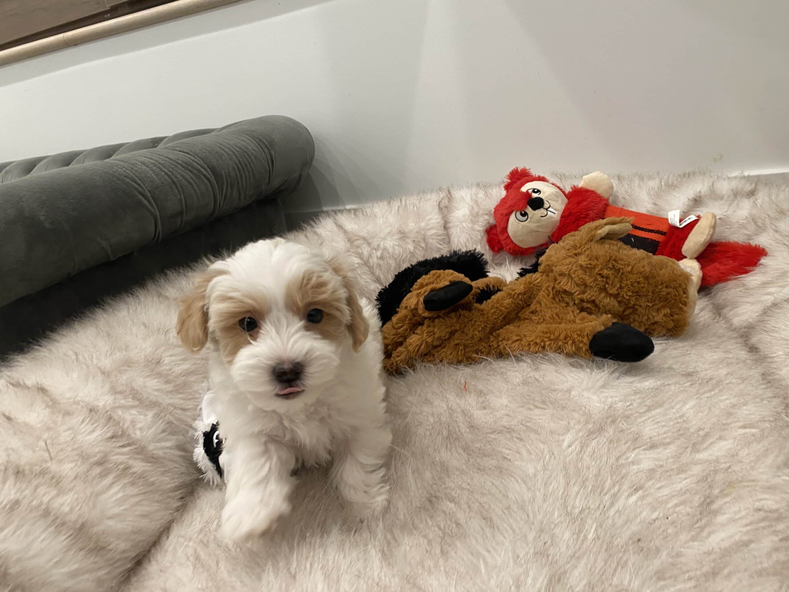 Cream and white puppy looking toward the camera among plush toys on a pale rug