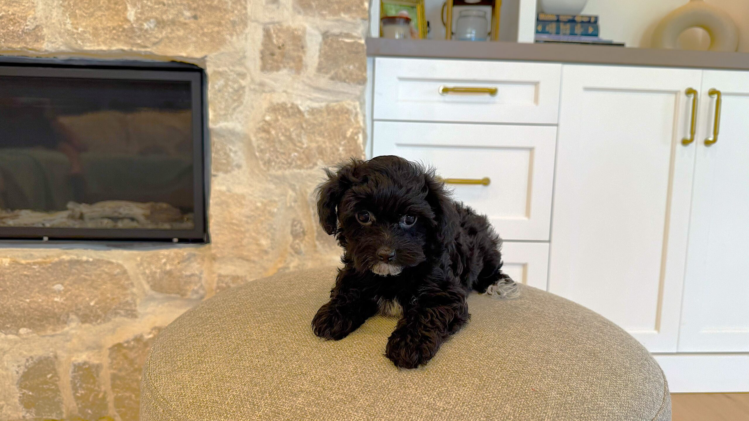 Black puppy with a small white chin resting on a beige upholstered ottoman beside a fireplace.