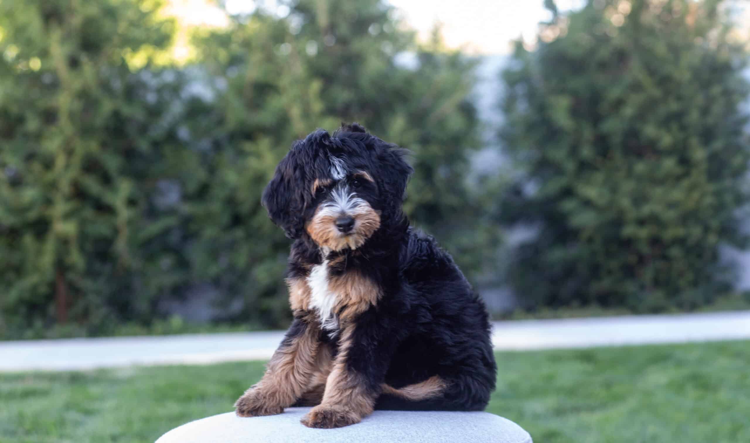 Black, tan and white puppy sitting on a pale outdoor cushion in front of a hedge